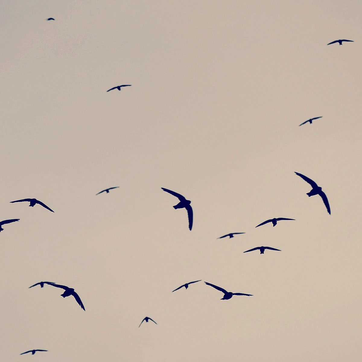 Biscutate Swifts swooping toward their cliffside roost at dusk. Photo by Noah Strycker