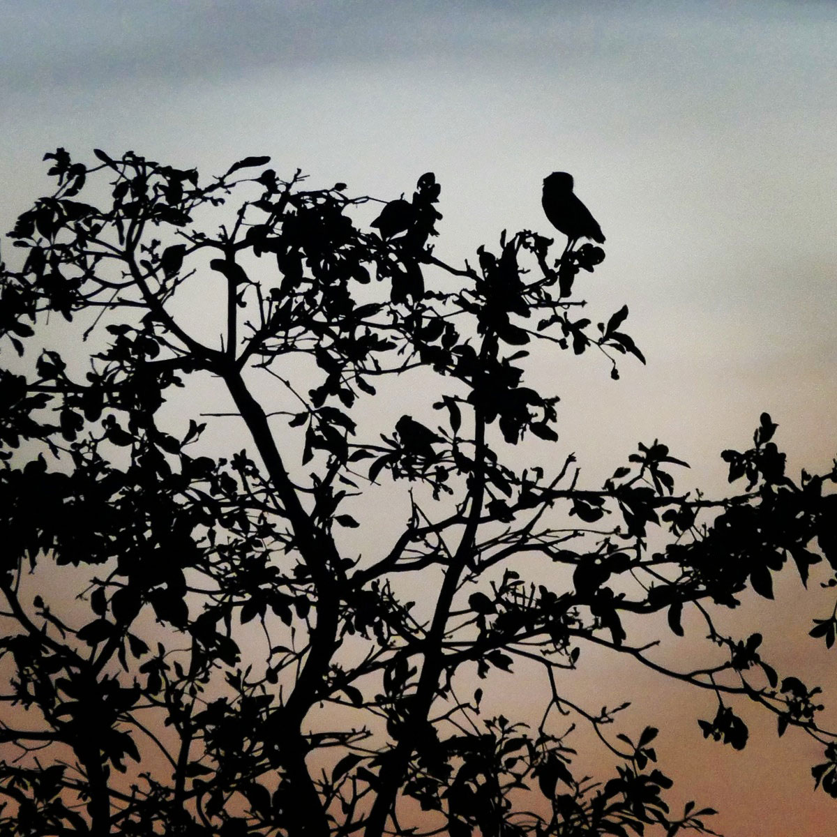 A Burrowing Owl is silhouetted against the sunrise, Chapada dos Guimaraes National Park Noah Strycker
