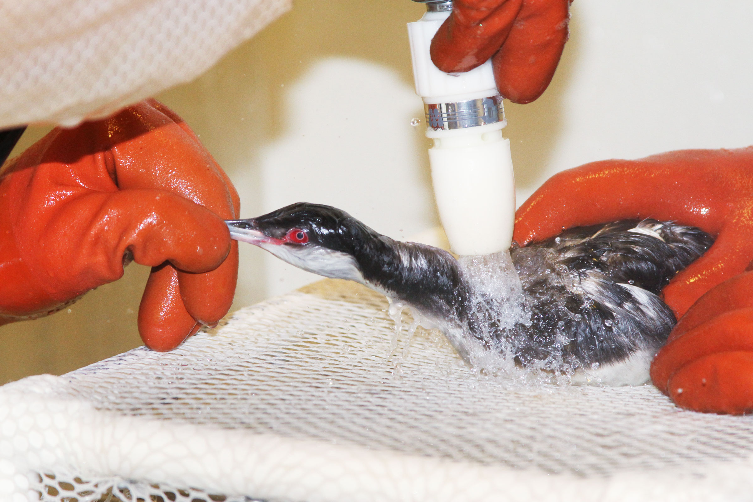 Horned Grebe.