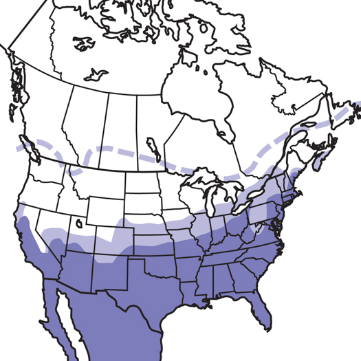 Northern Mockingbird Audubon Field Guide