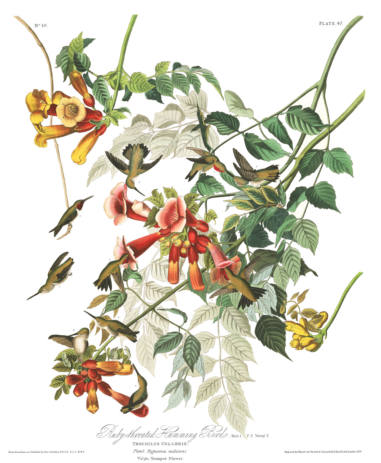 Illustration: John James Audubon