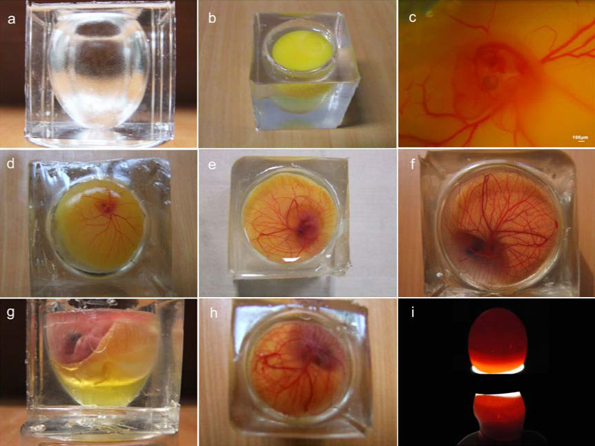 An Egg With a View Audubon