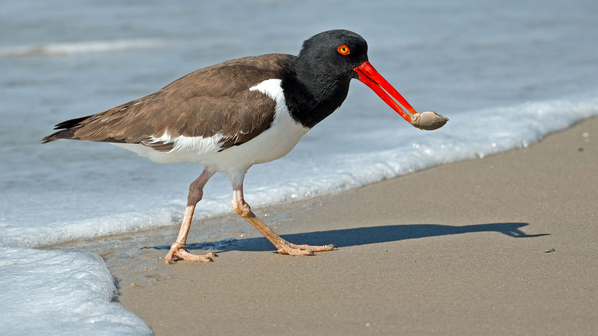 American Oystercatcher Audubon Field Guide