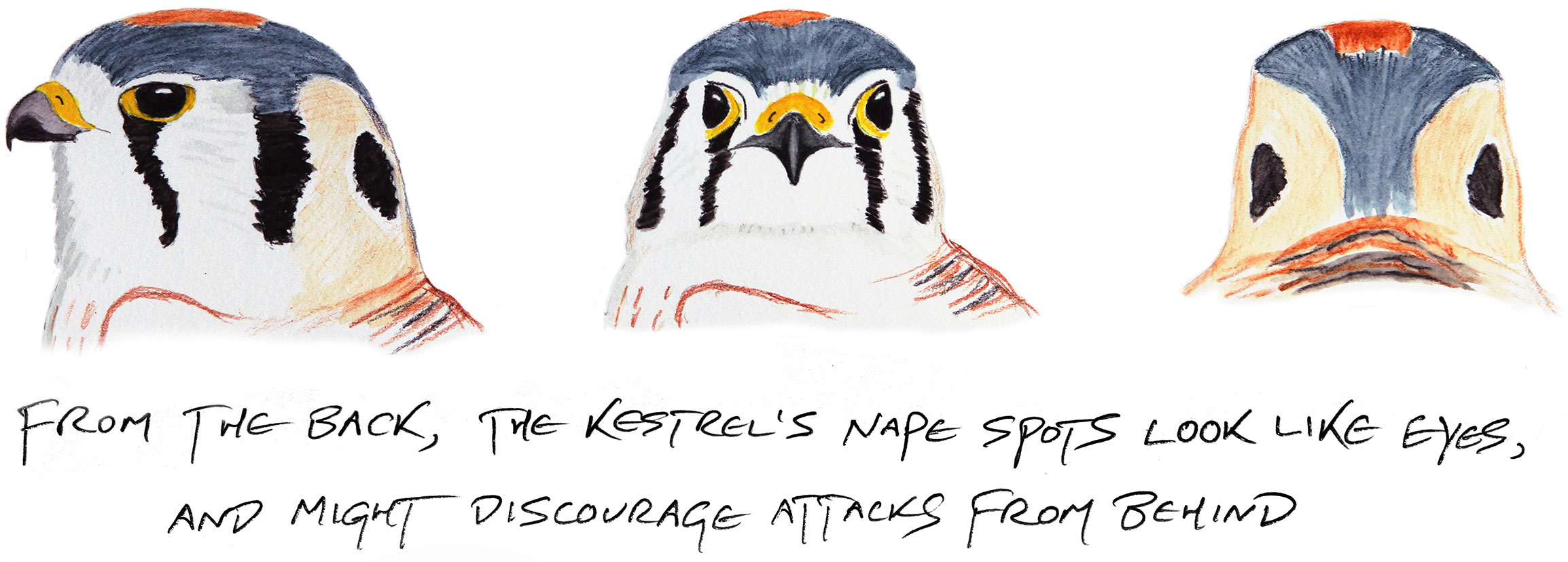 Illustration: Kenn Kaufman