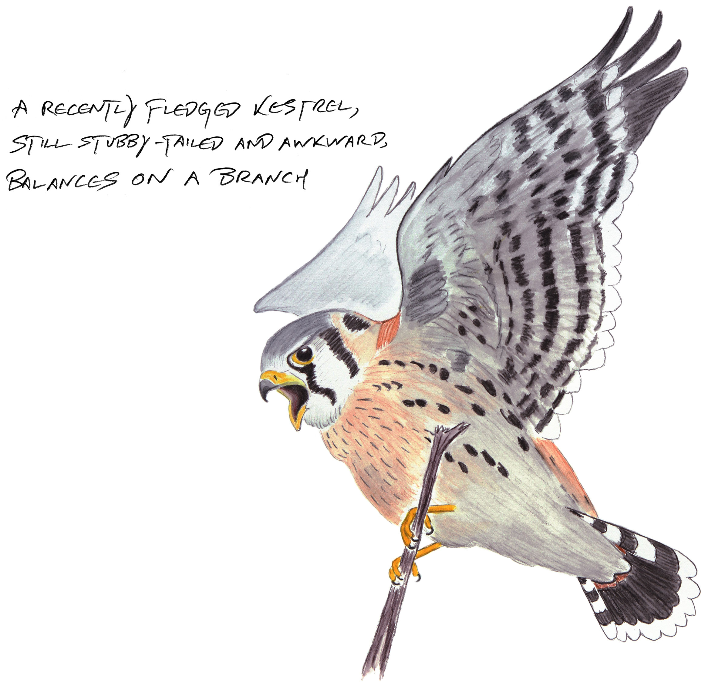 Illustration: Kenn Kaufman