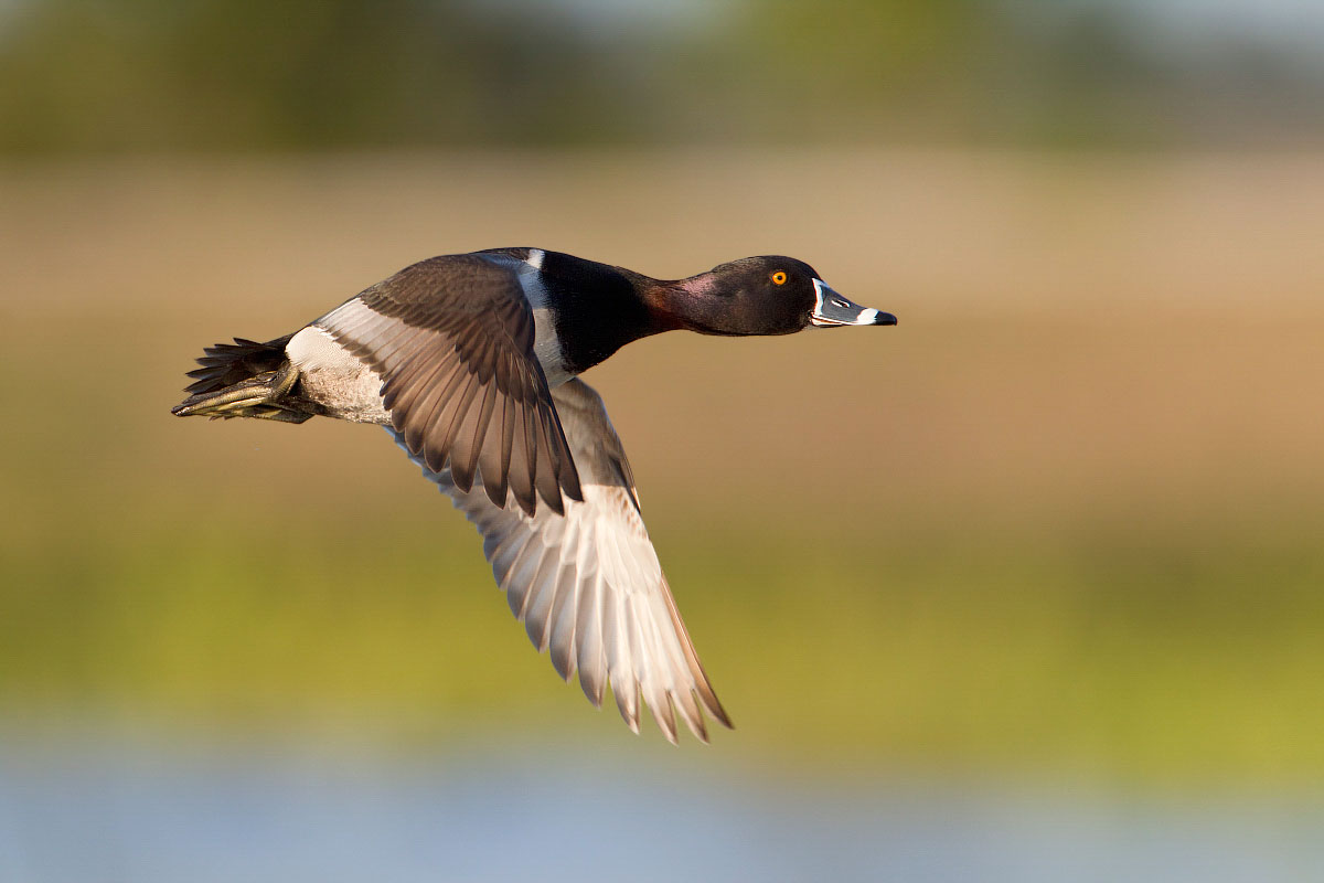 Ring-necked Duck. Ron Bielefeld/Audubon Photography Awards