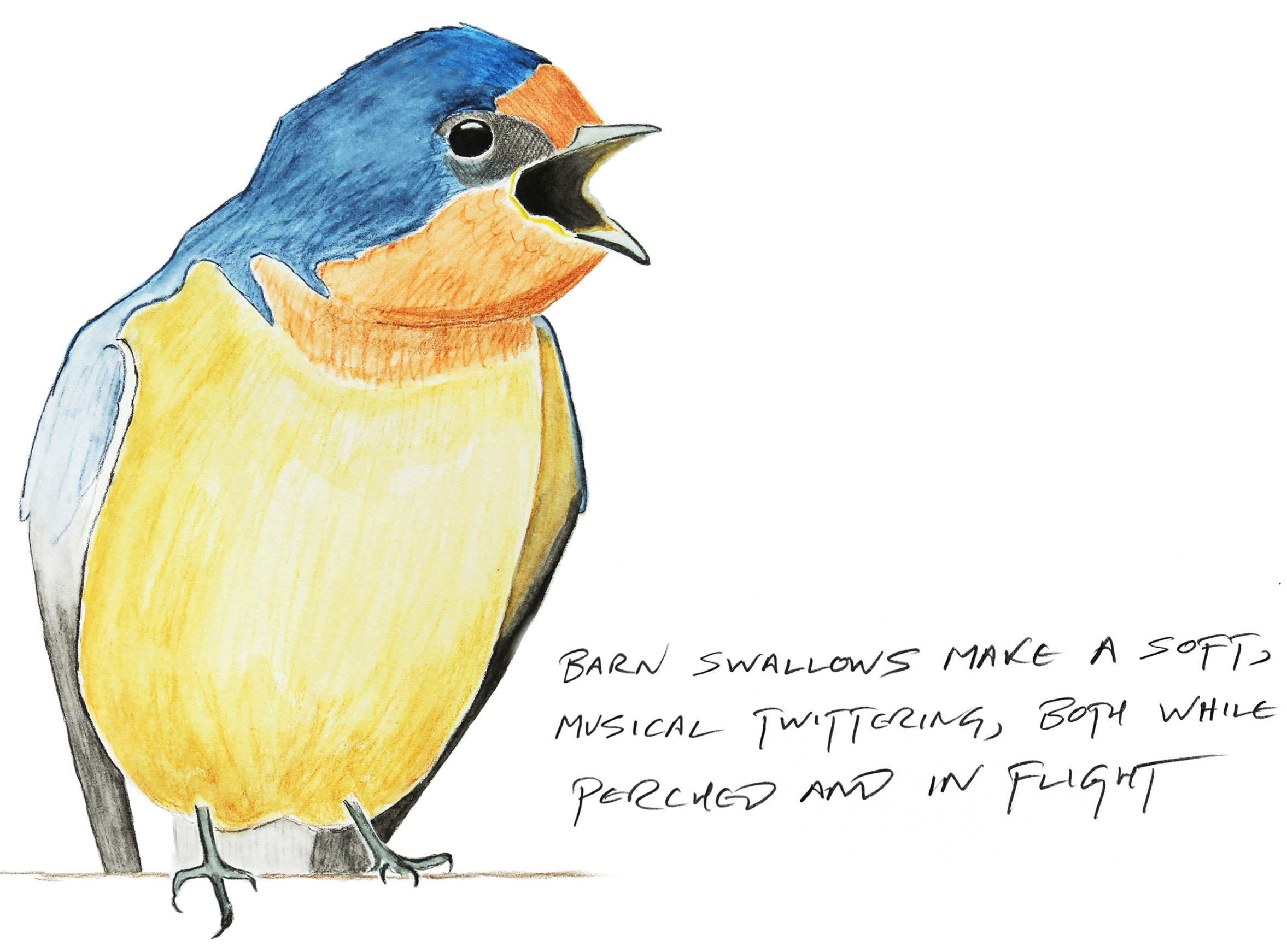 Illustration: Kenn Kaufman