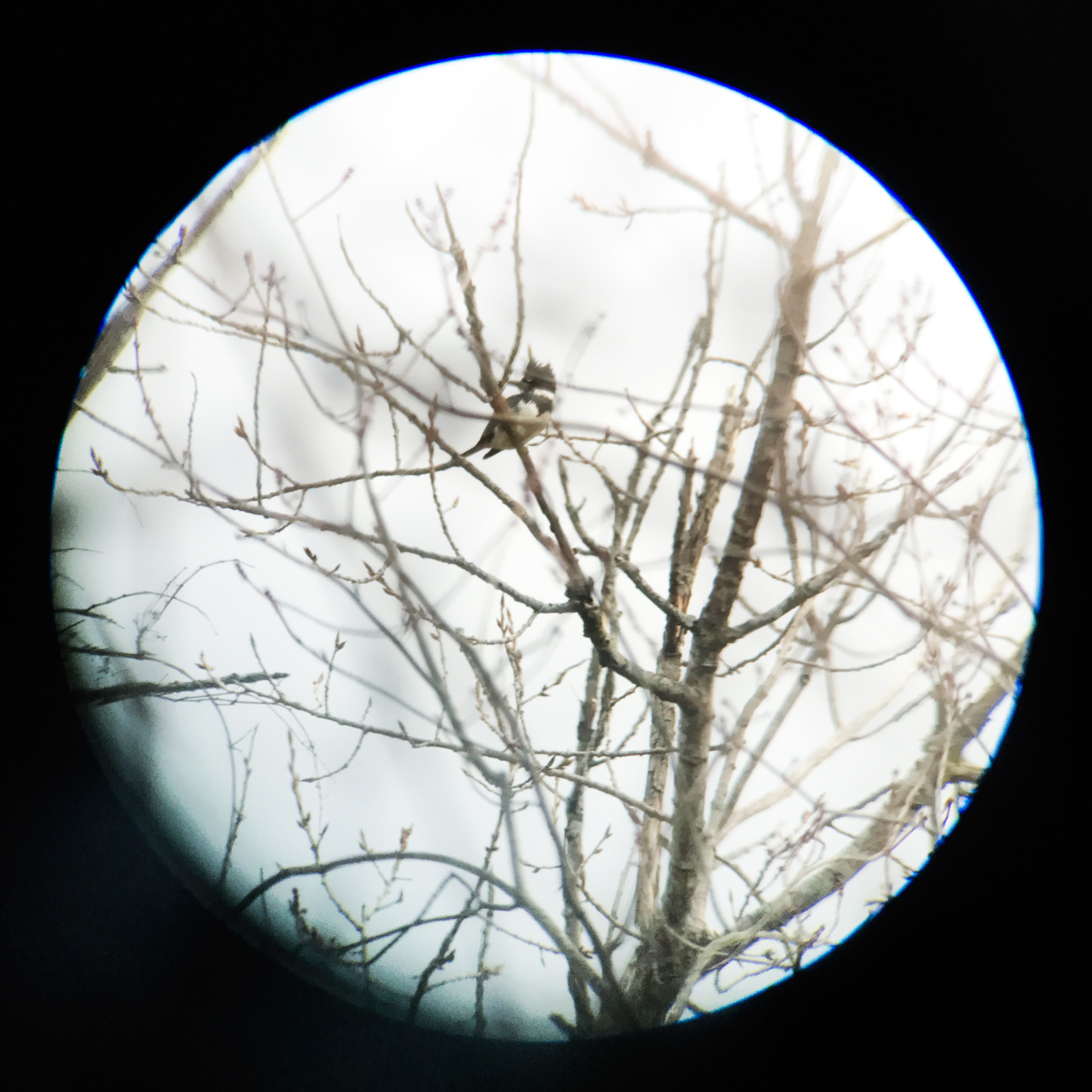 As seen through the binoculars of a Christmas Bird Counter: A male Belted Kingfisher (one of only few species in North America where the male is less colorful than the female) is a good get in upstate New York in December. Mike Fernandez/Audubon
