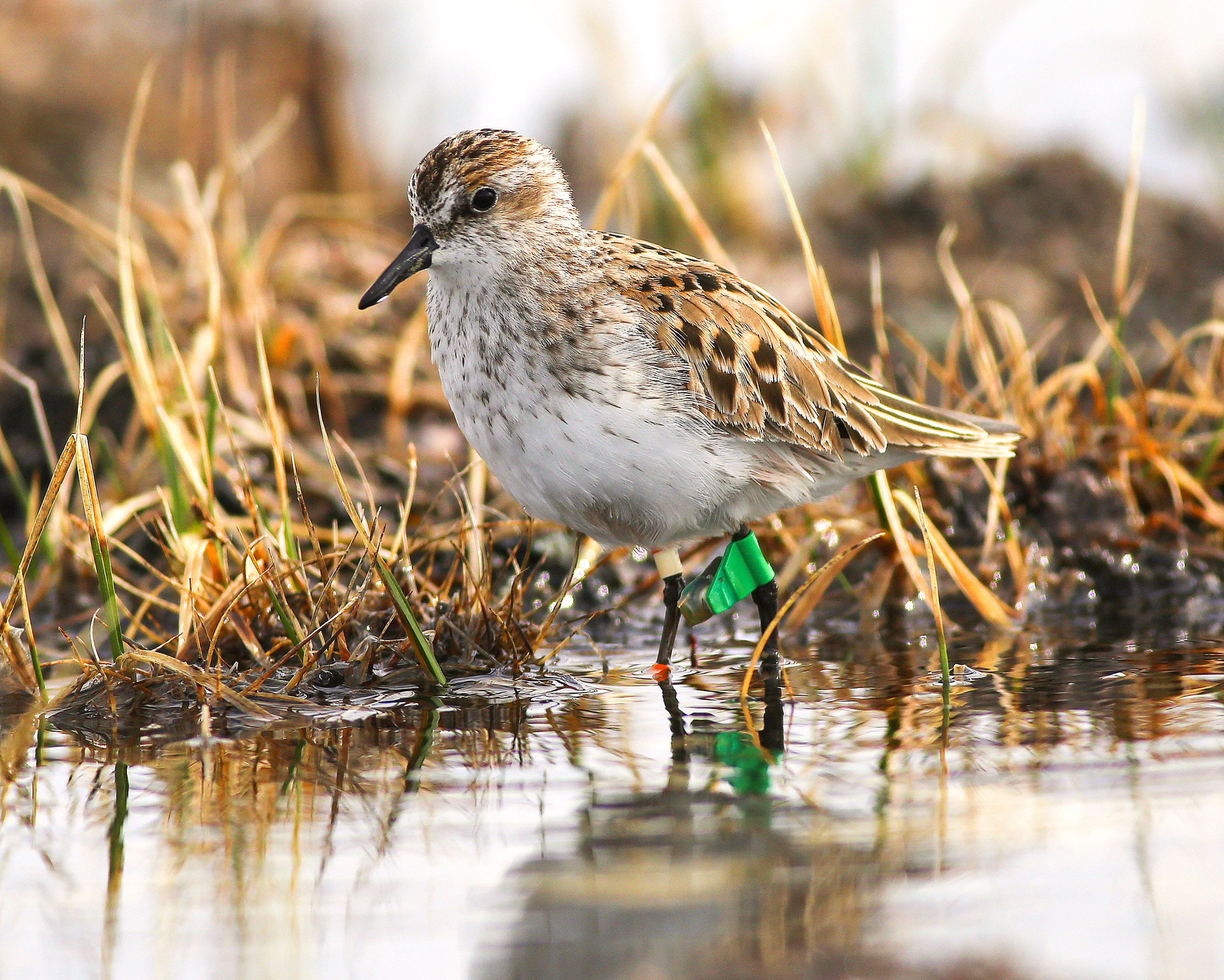 Unraveling the Mysteries of Migrating Semipalmated Sandpipers | Audubon