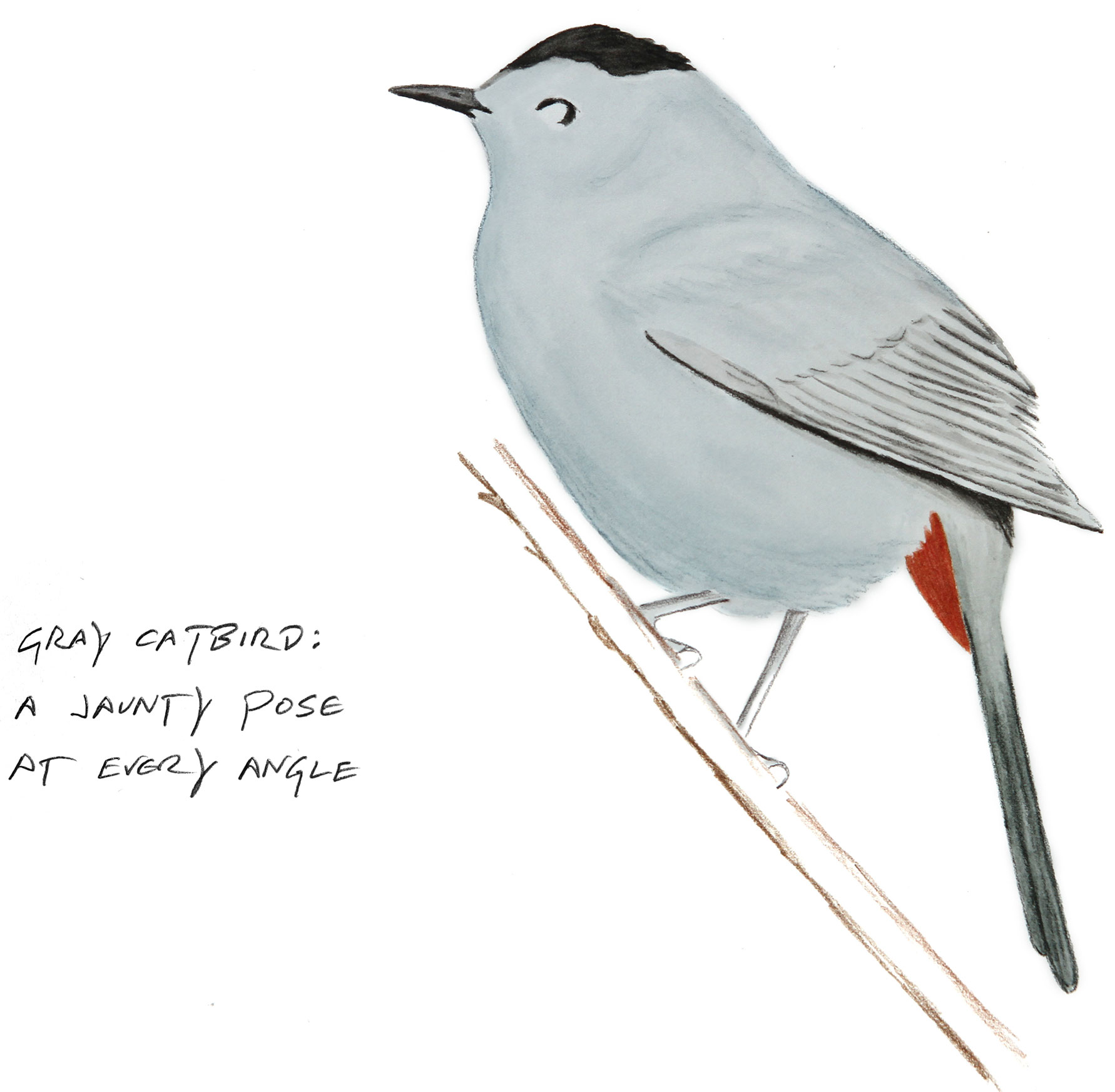Illustration: Kenn Kaufman