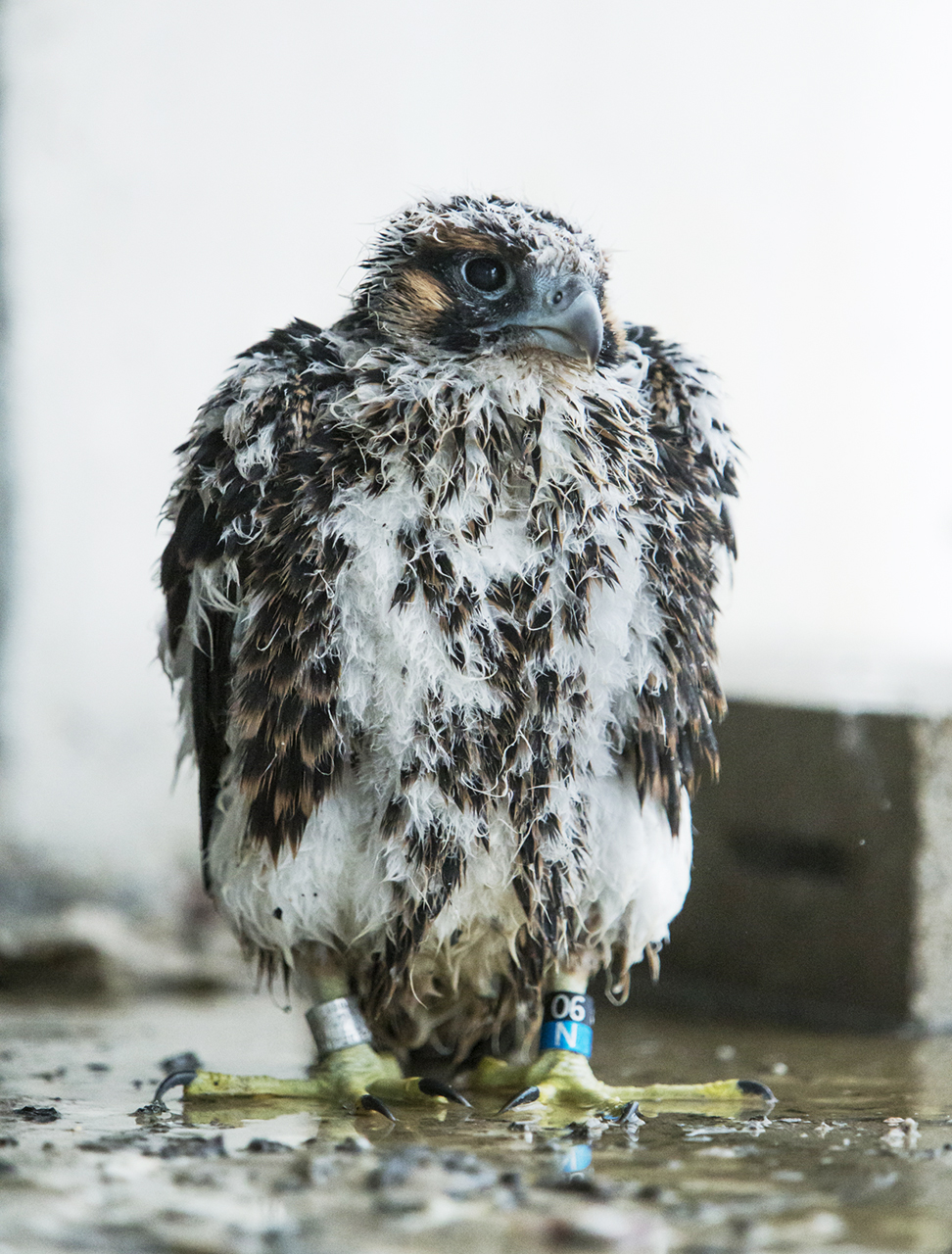 One of the chicks, in a teenager phase. <a href="http://www.lmasseyimages.com">Luke Massey </a>