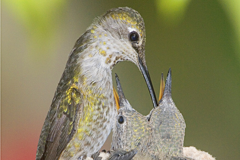 The Gift of Caring for Baby Hummingbirds Audubon