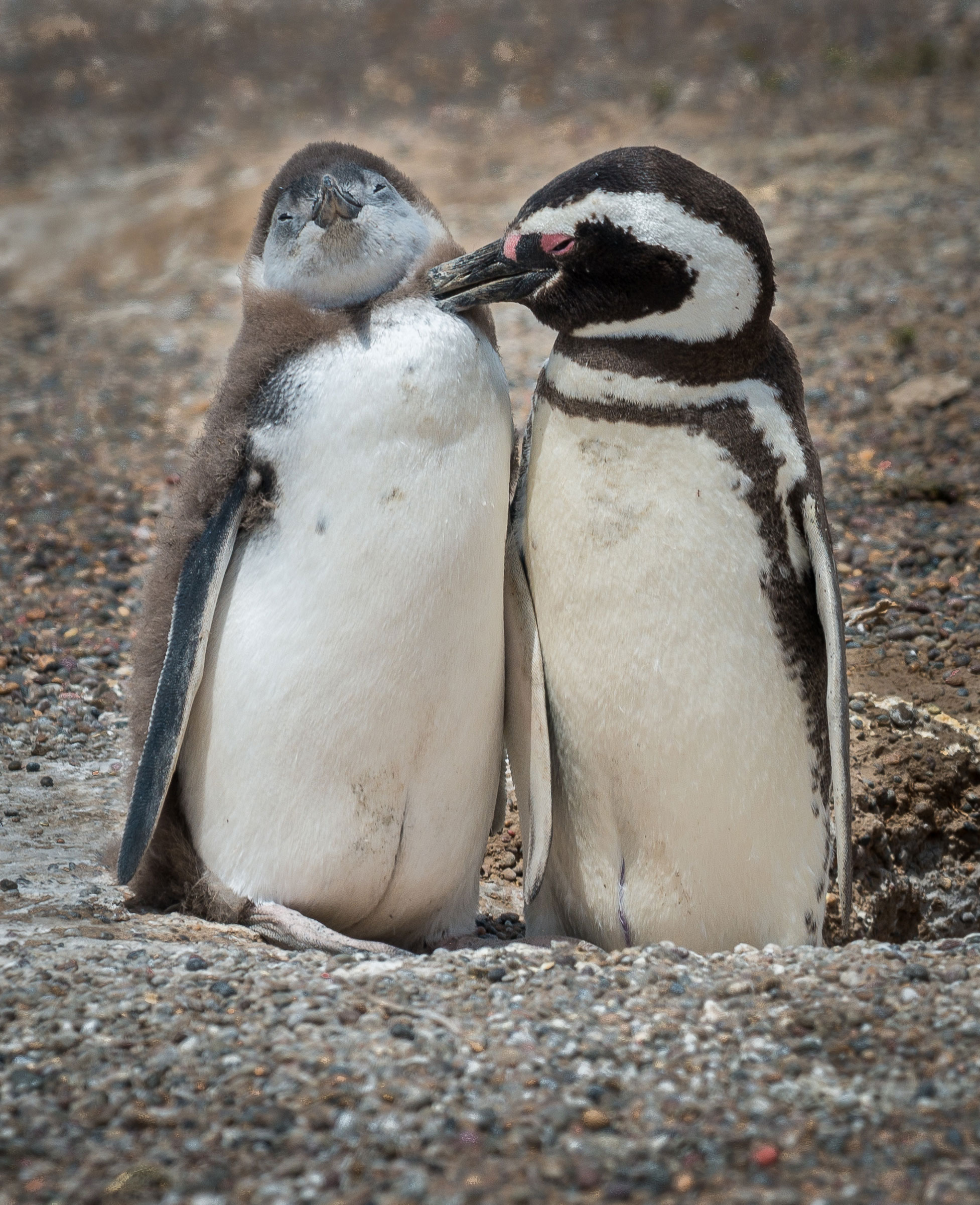 Magellanic Penguins. Jonathan Nesvig/Audubon Photography Awards