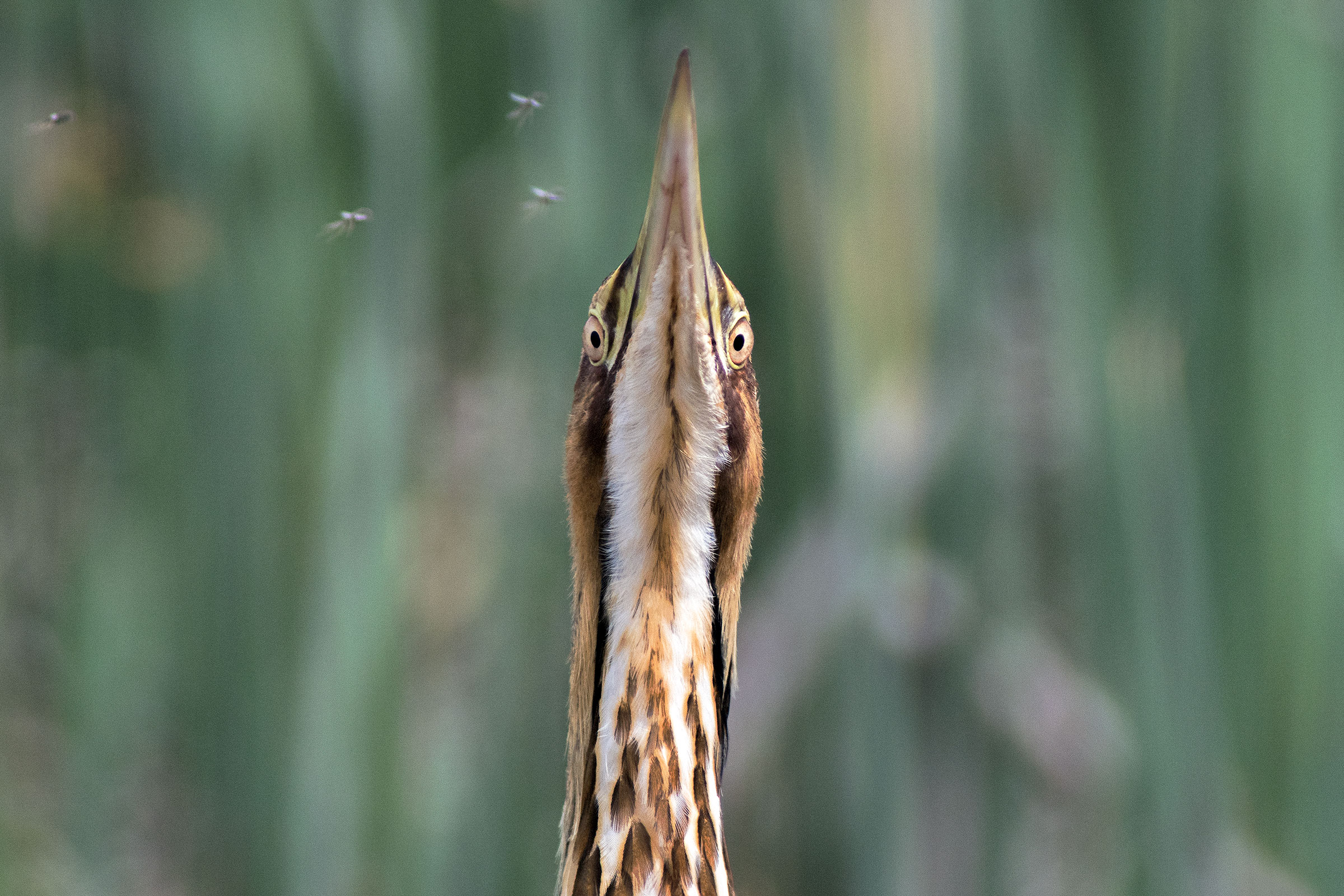 American Bittern. Scott Pettett/Audubon Photography Awards