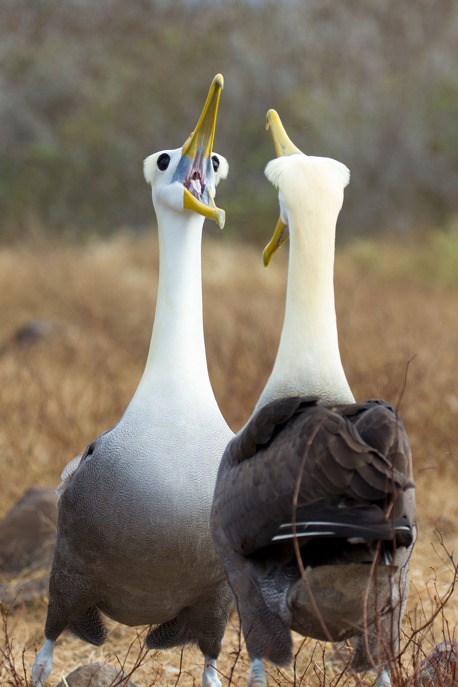 Waved Albatrosses. Jill Bartelt/Audubon Photography Awards