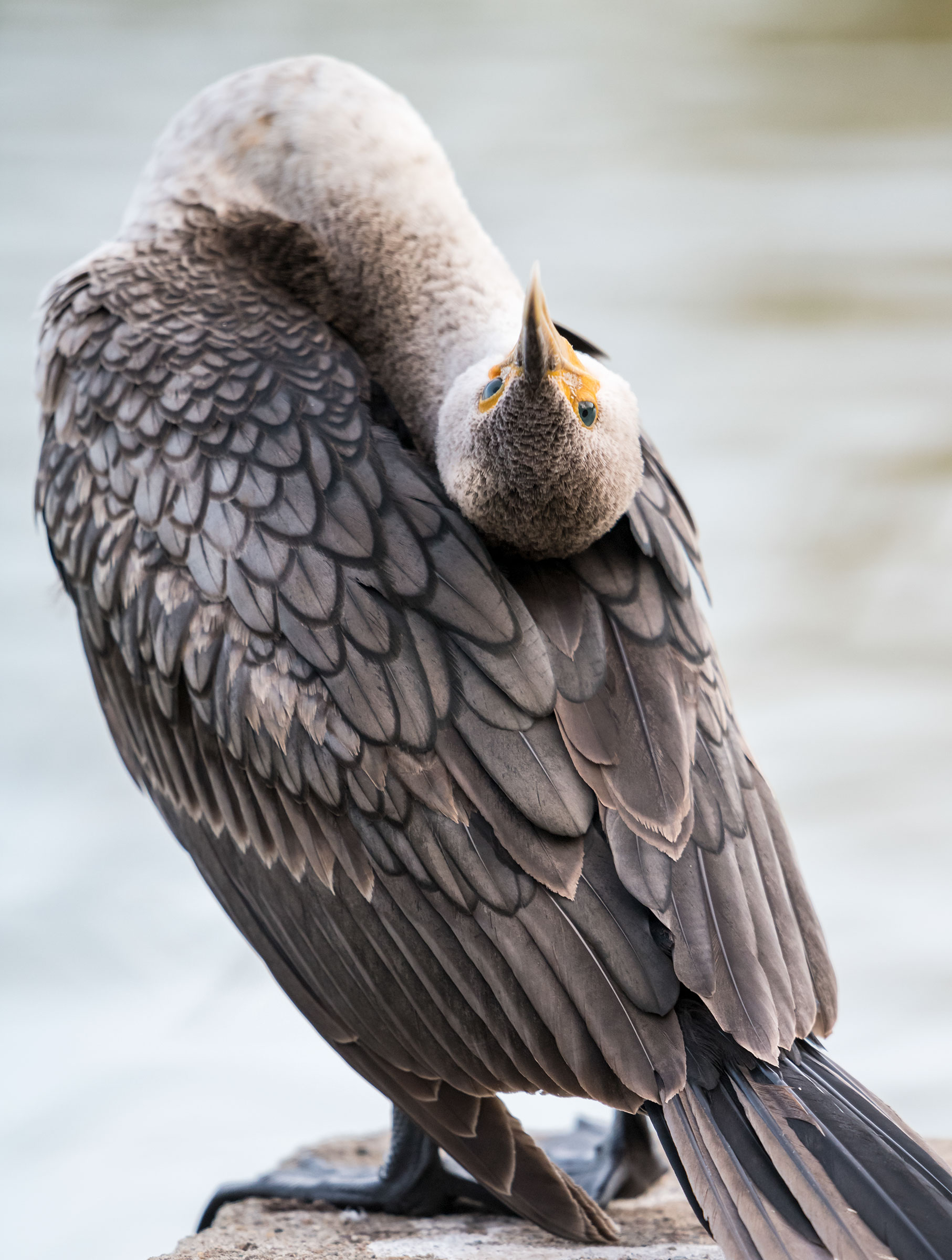 Double-crested Cormorant. Decker Nomura/Audubon Photography Awards