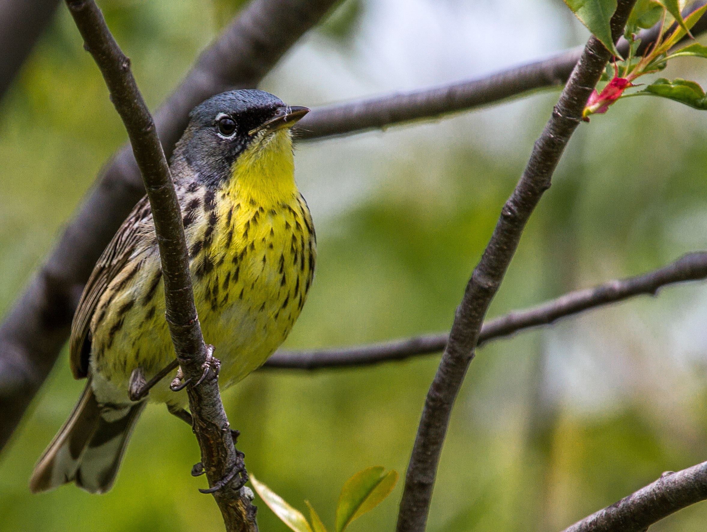 Kirtland's Warbler. Eric Fishel/Audubon Photography Awards