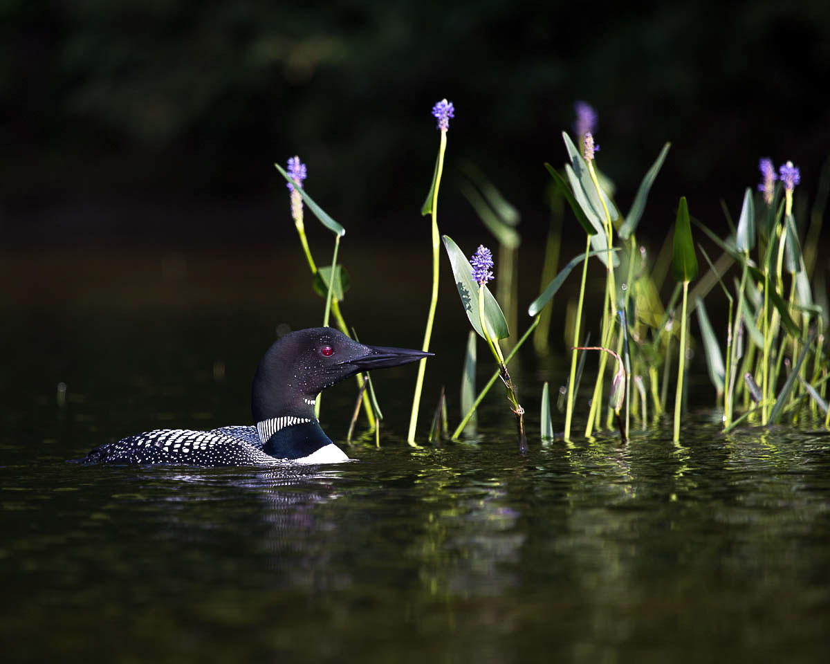 The Common Loon appears on the front of the Canadian dollar, making it an obvious candidate. Pamela Dimeler/Audubon Photography Awards