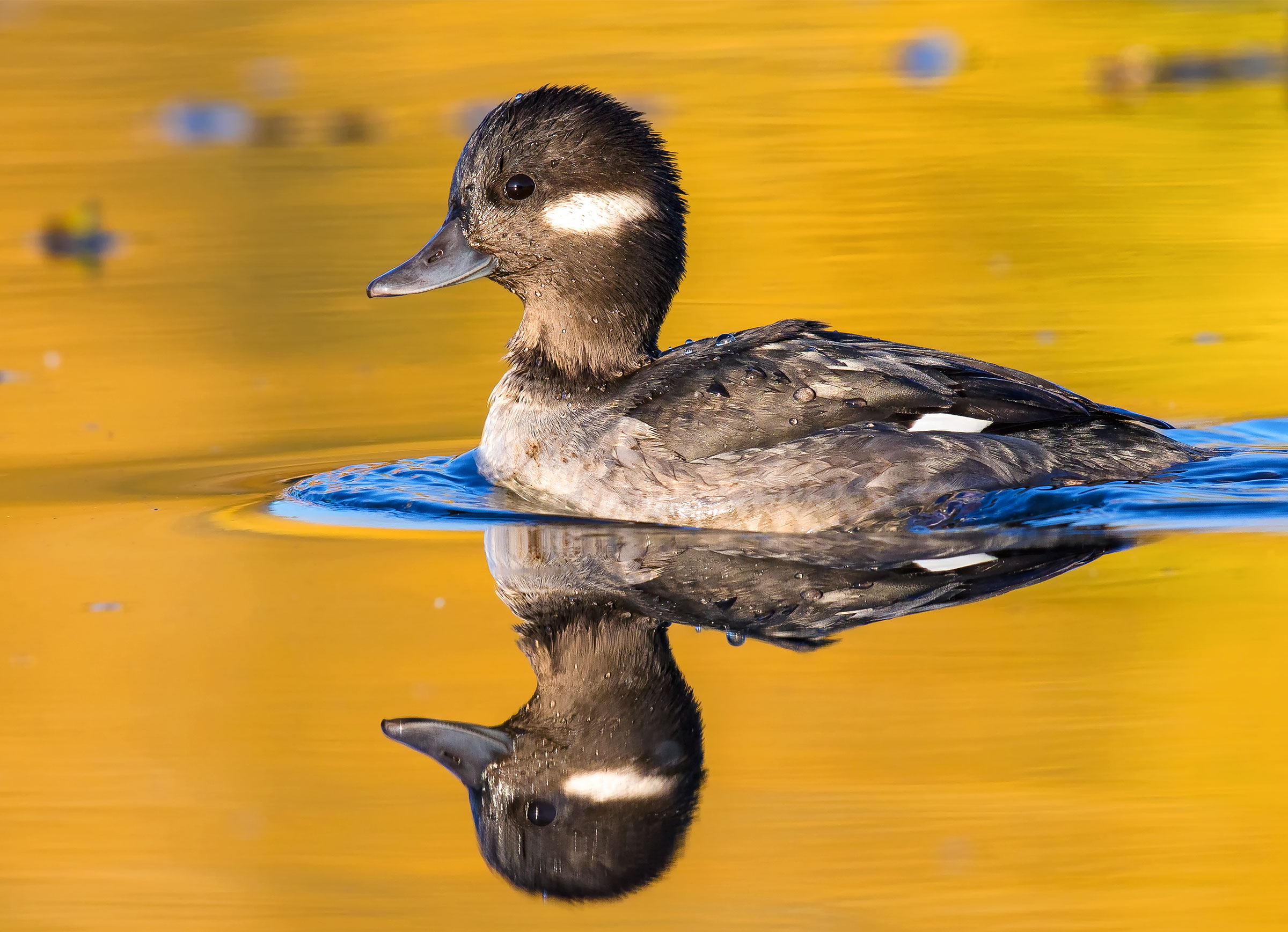 The female Bufflehead lacks the distinctive black-and-white color pattern of the drake. Boe Baty/Audubon Photography Awards