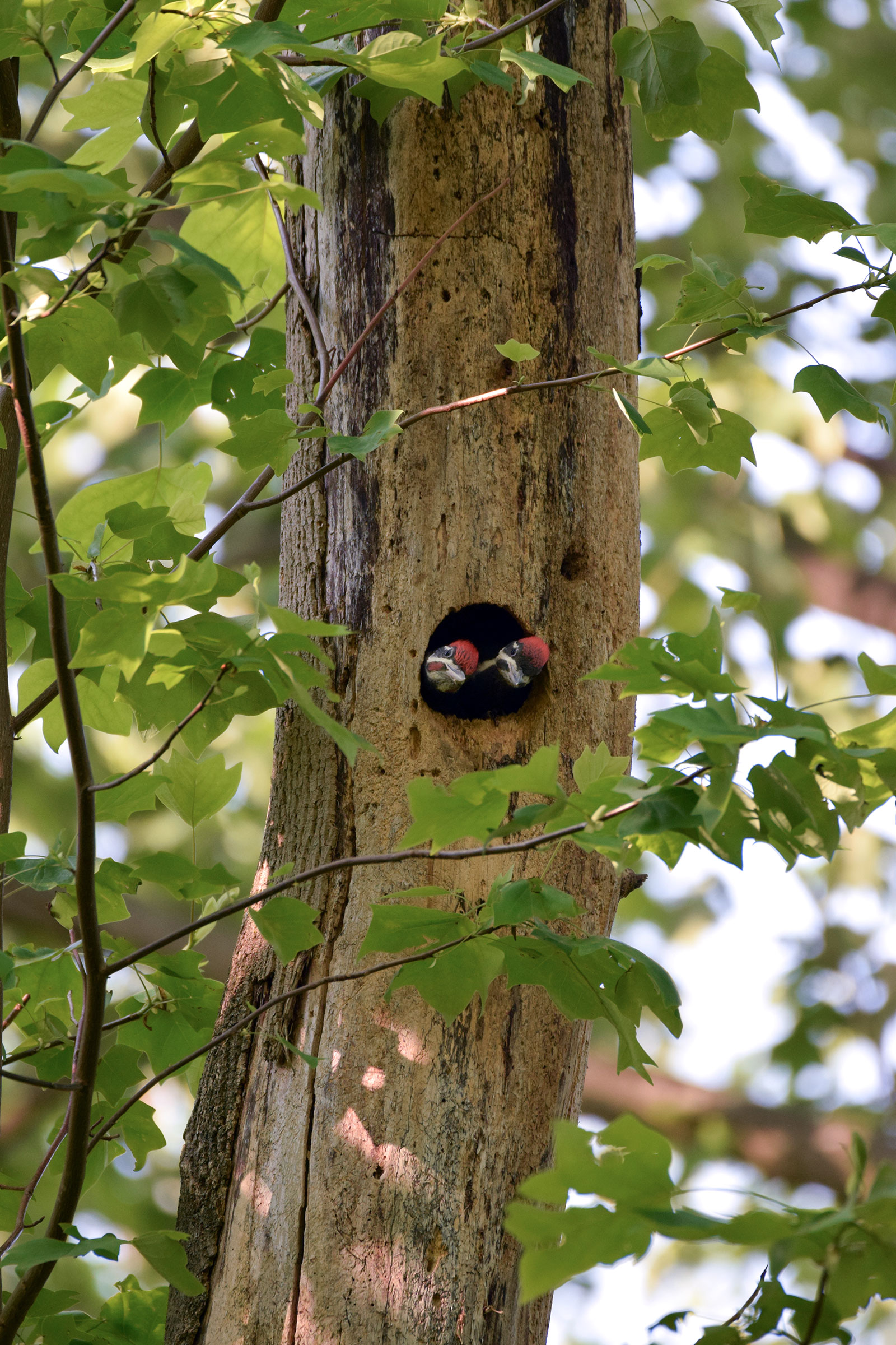 Pileated Woodpeckers. Carolyn Kotarski/Audubon Photography Awards