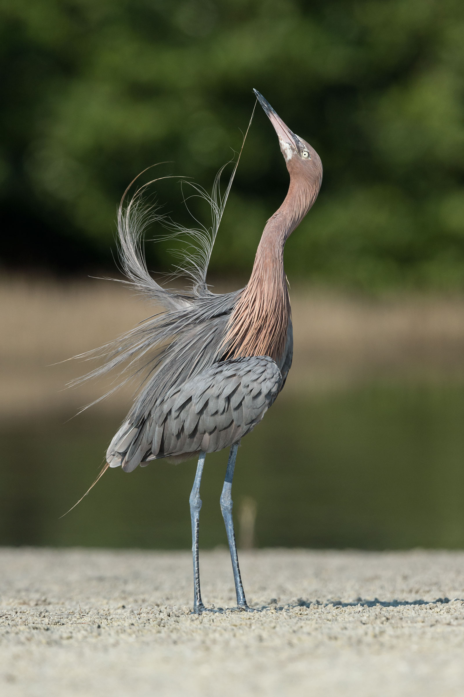 Reddish Egret. Rachel Spencer/Audubon Photography Awards