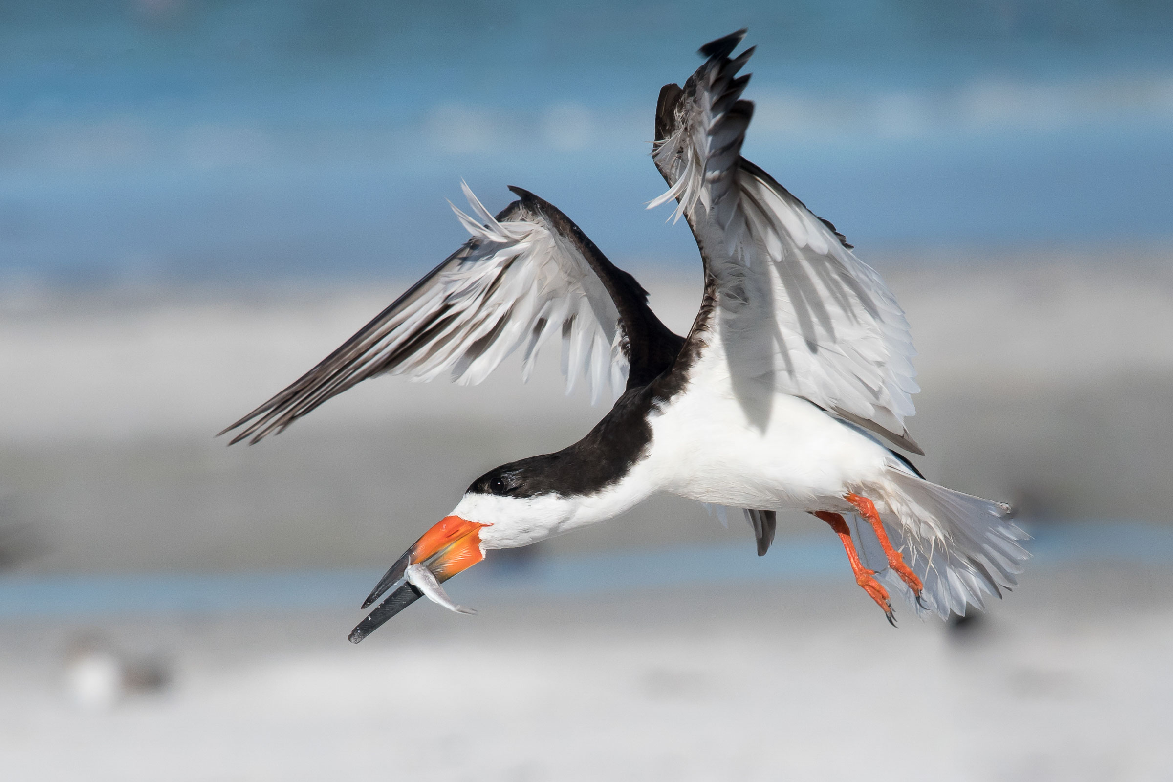 Black Skimmer Audubon Field Guide