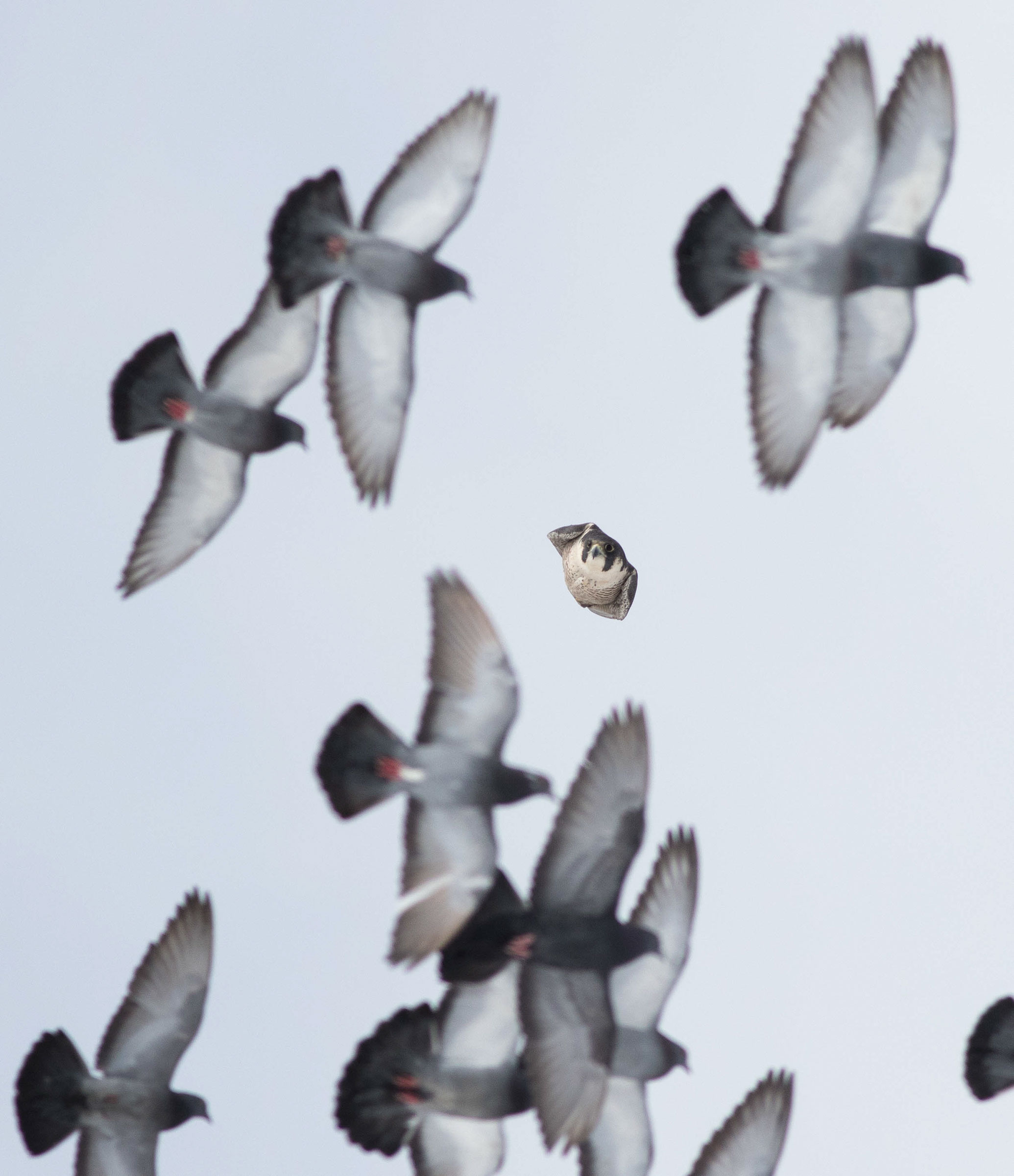 For Audubon staffers in the NYC office, it's not unusual to see a Peregrine Falcon on the hunt. Here, Rock Pigeons are the meal du jour. Chad Saladin/Audubon Photography Awards