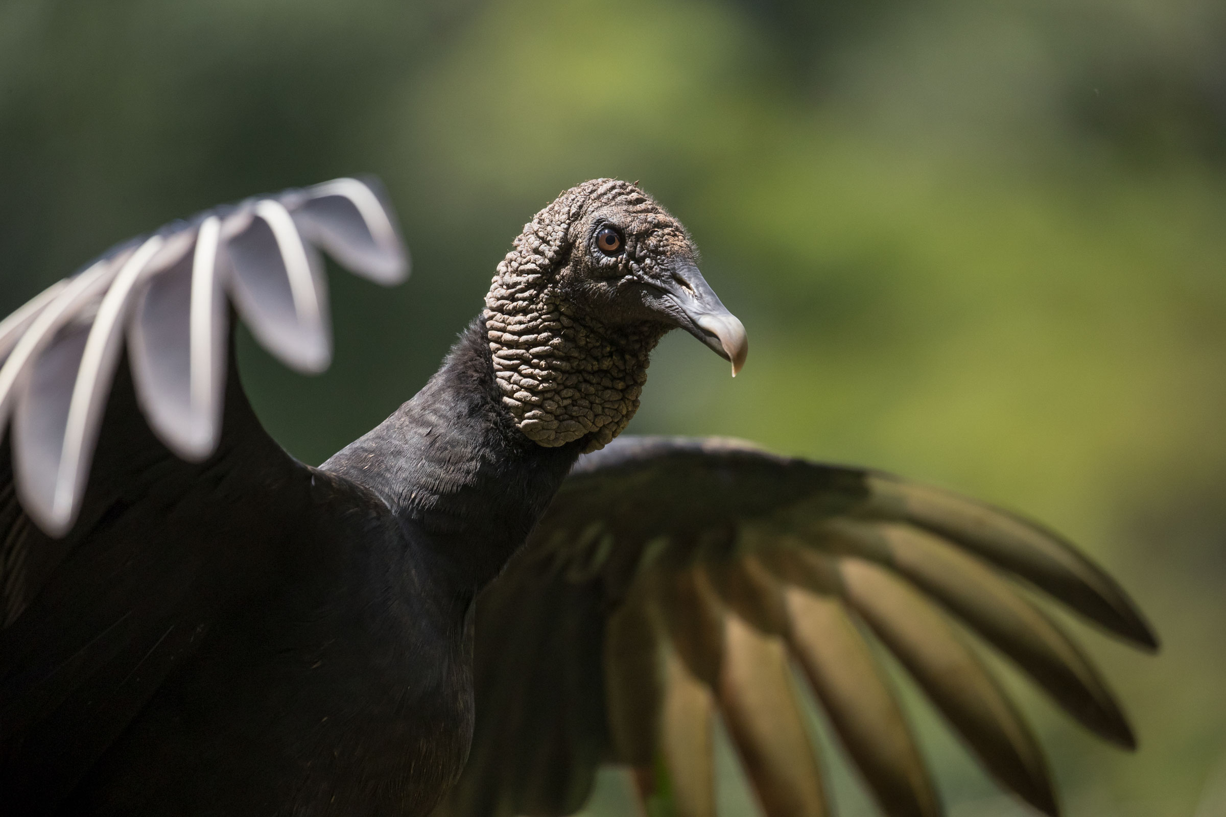How Vultures Can Eat Rotten Meat Without Getting Sick Audubon