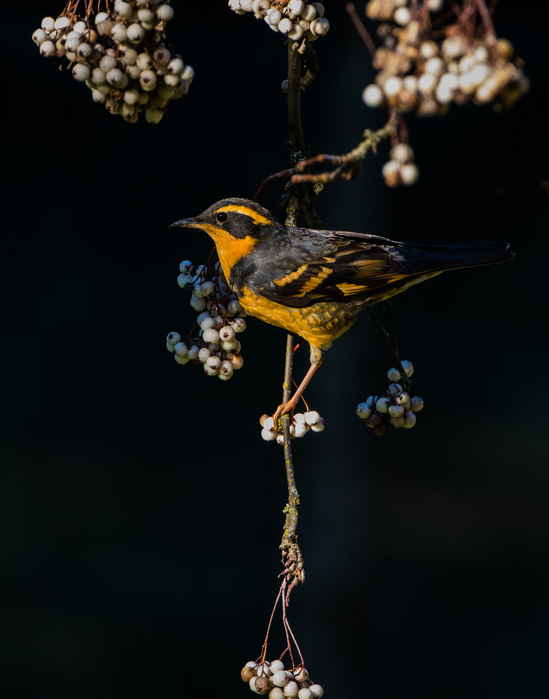 Varied Thrush | Audubon Field Guide