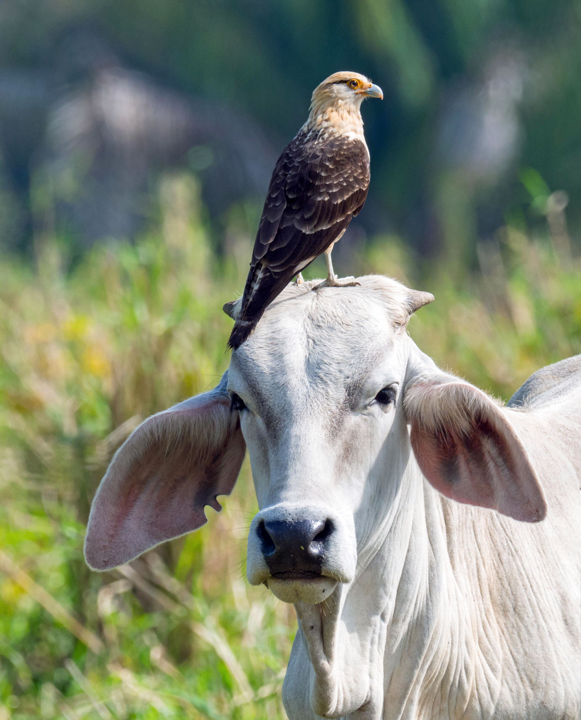 Yellow-Headed Caracara. Paul Ludden/Audubon Photography Awards