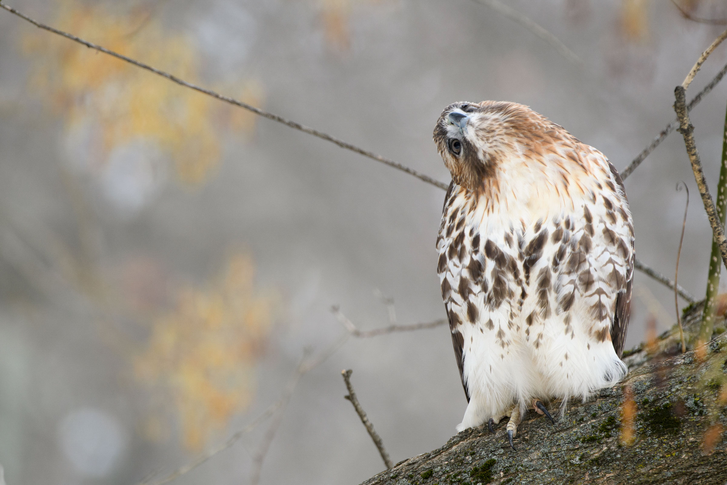 Red-tailed Hawk. Mathew Malwitz/Audubon Photography Awards