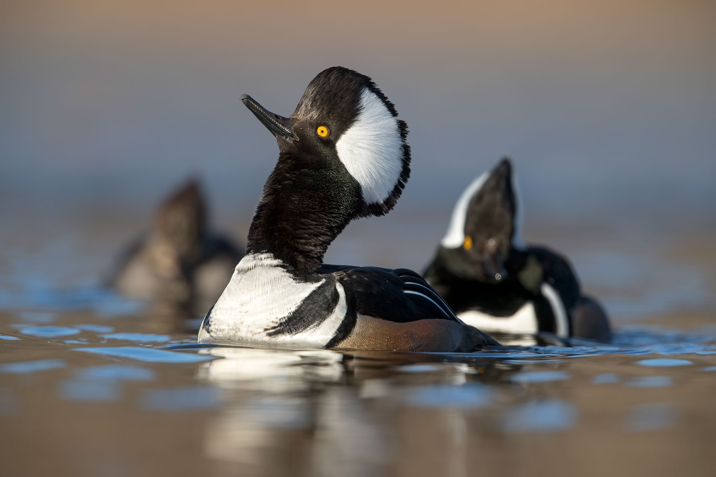 Hooded Mergansers. Scott Suriano/Audubon Photography Awards