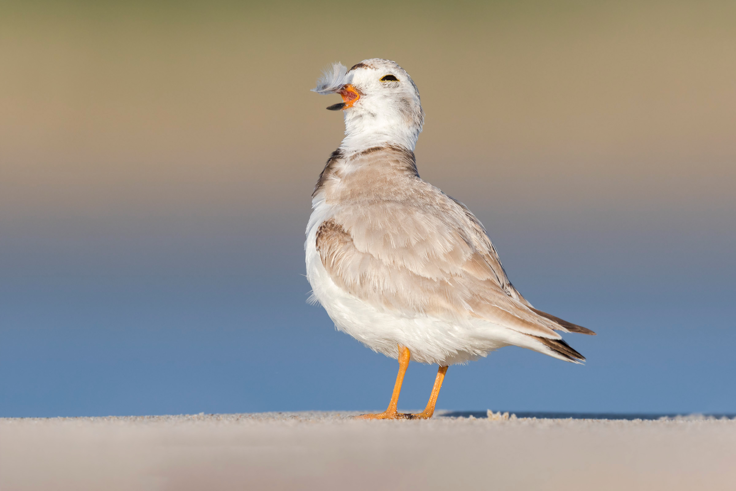 Piping Plover Audubon Field Guide