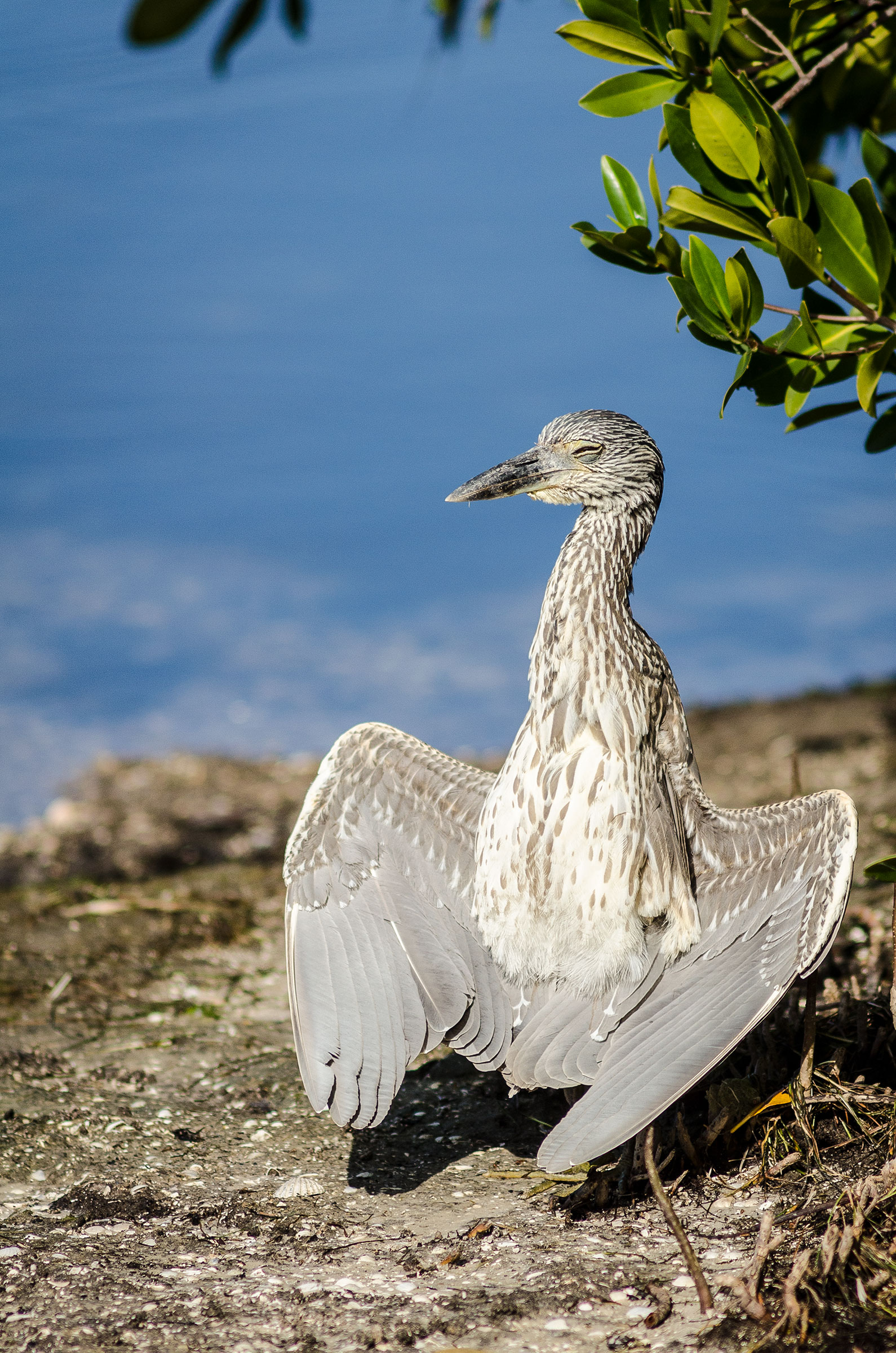 Yellow-crowned Night-Heron Nancy Huerter/Audubon Photography Awards