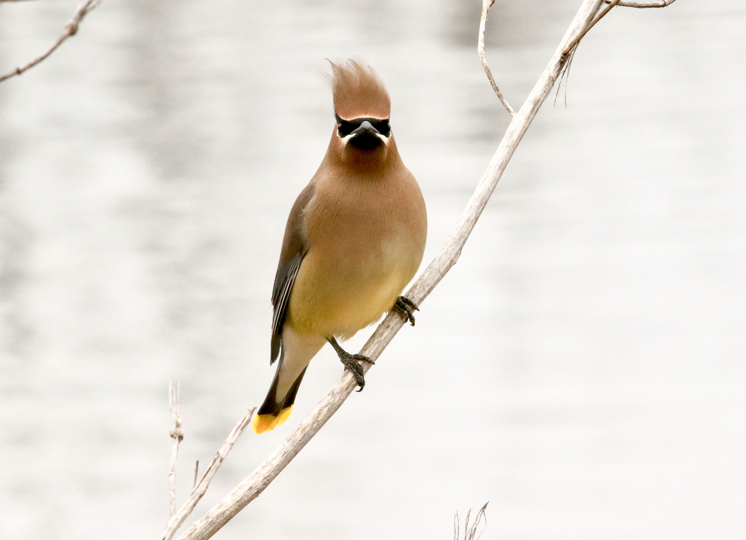Cedar Waxwing. Paula Avelleyra/Audubon Photography Awards