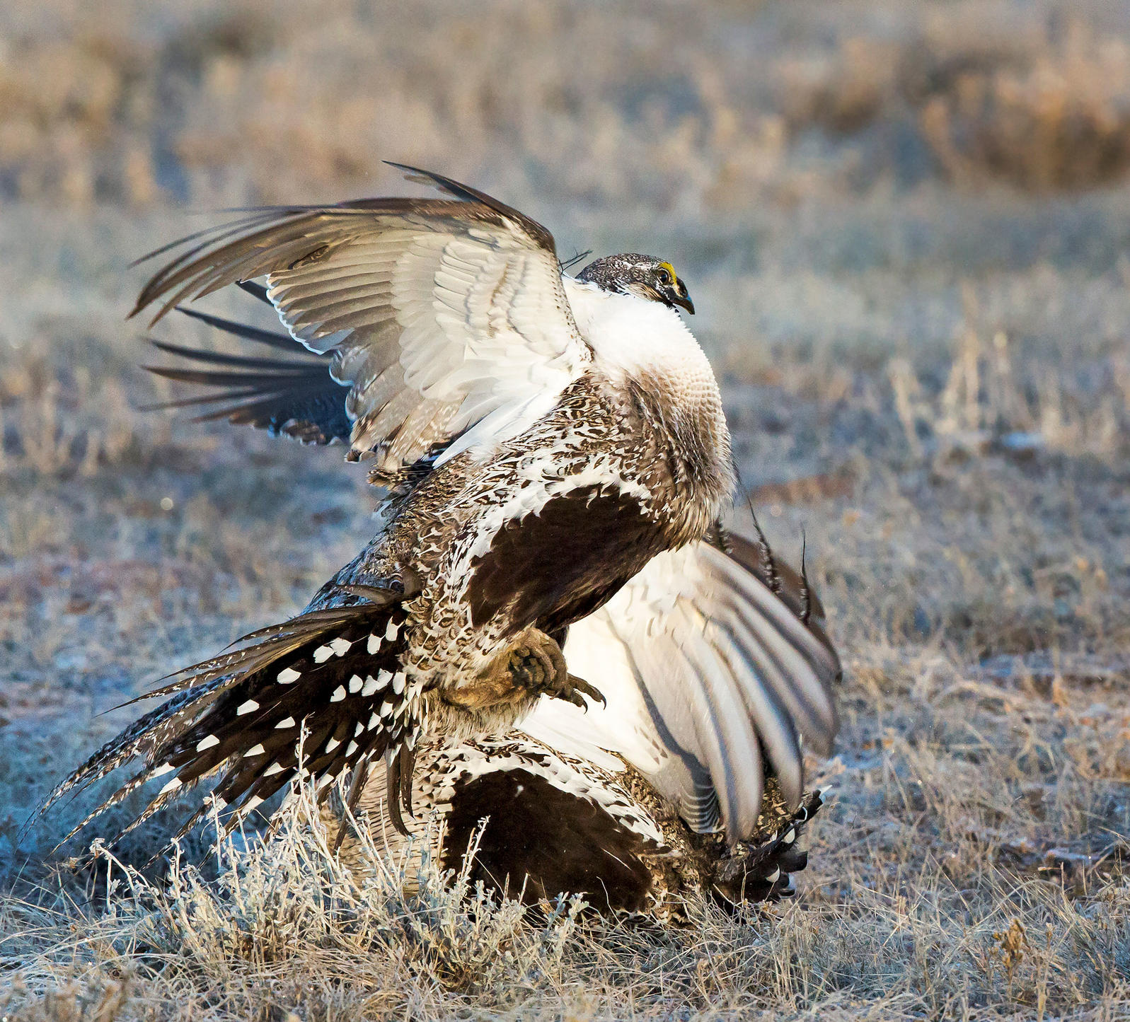 Grijalva says he may introduce legislation to protect a 2015 Greater Sage-Grouse conservation agreement. Odalys Muñoz Gonzalez/Audubon Photography Awards