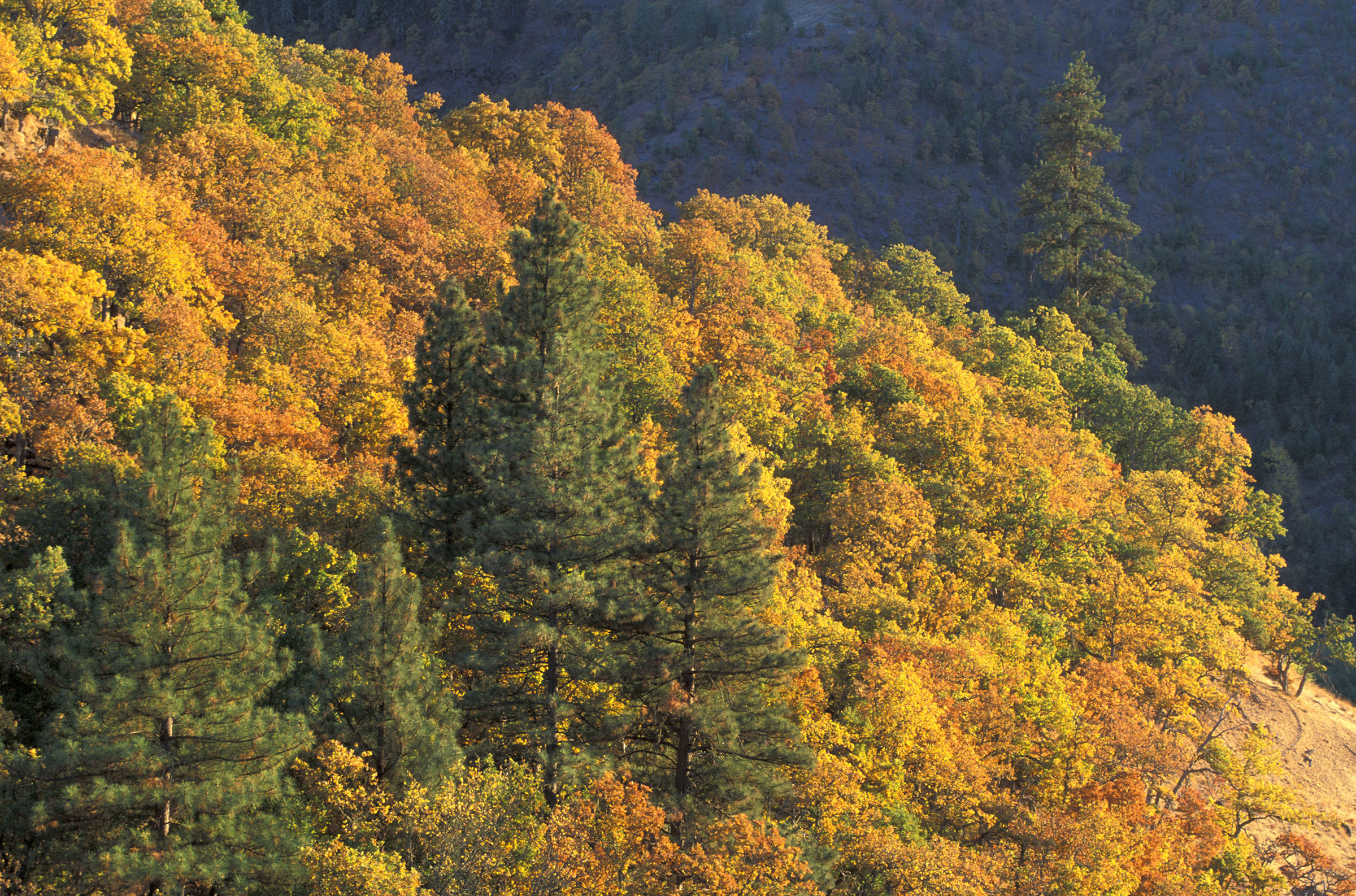 Oregon white oaks mixed in with a pine stand. Danita Delimont/Alamy
