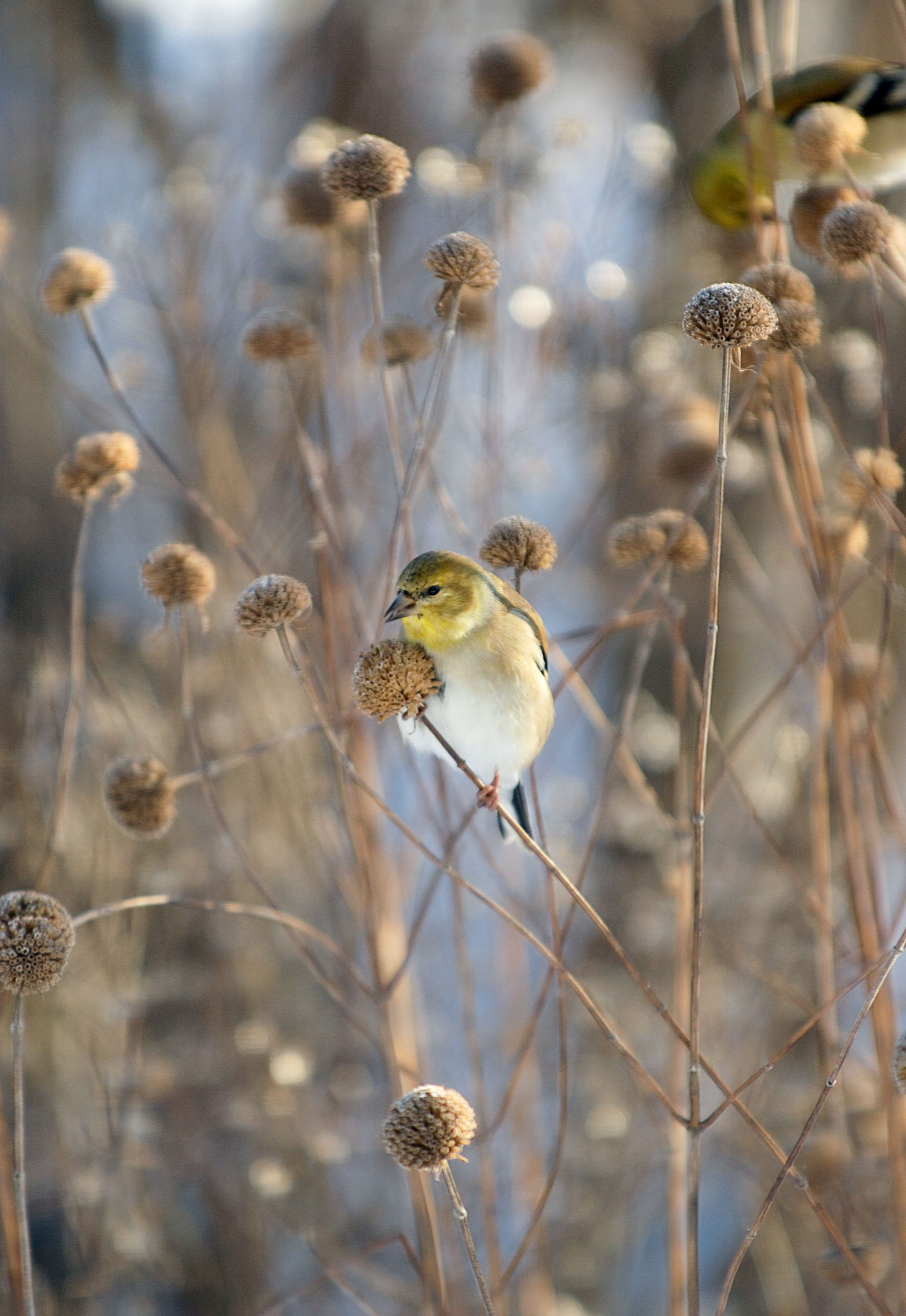 Leave native perennials standing until spring and their seed heads will provide nutrition for birds, like this American Goldfinch nibbling on bergamot seeds. Ross Frid/Alamy