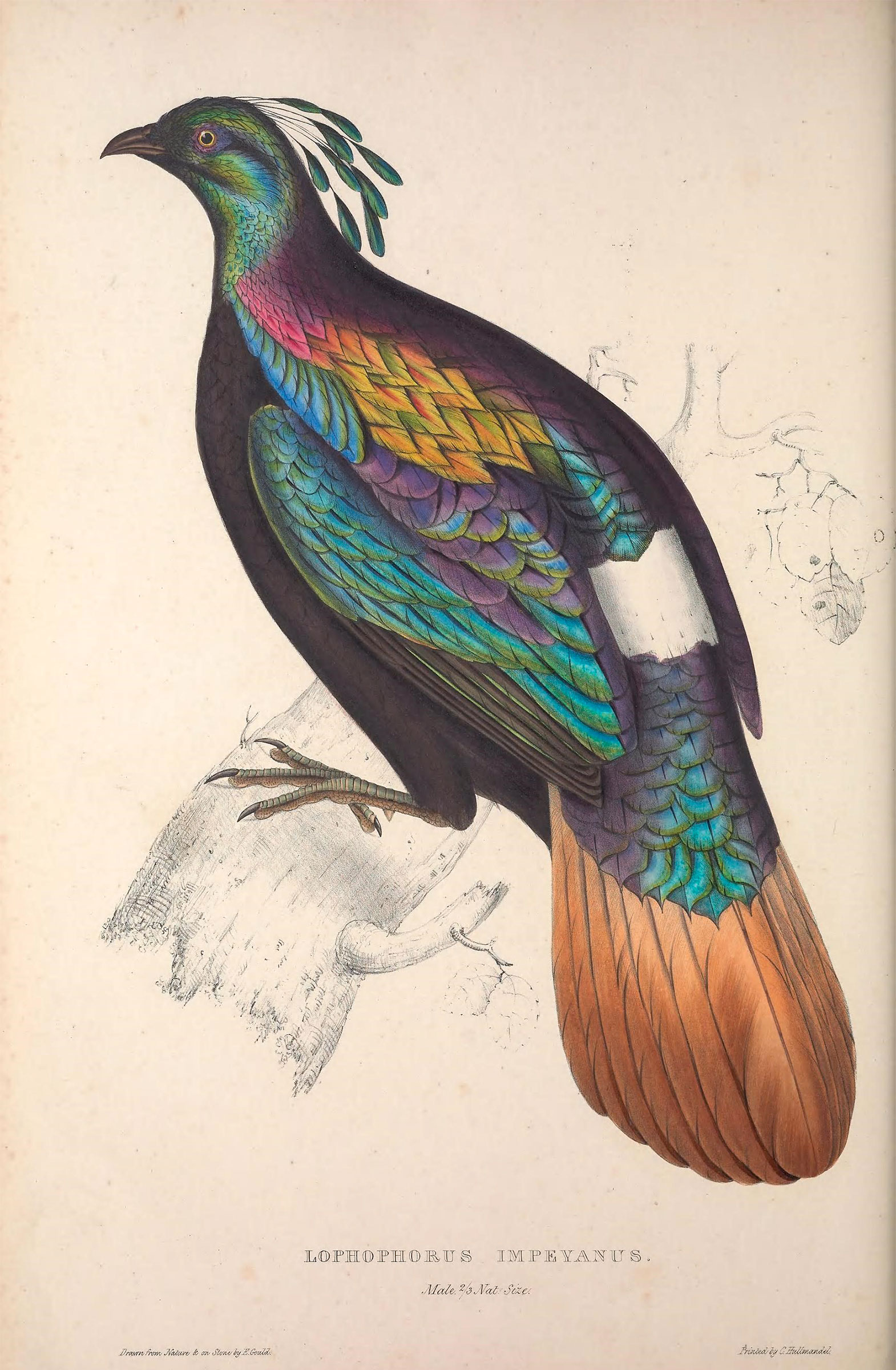 Himalayan Monal from A Century of Birds from the Himalaya Mountains. Illustration: Elizabeth Gould/Public Domain