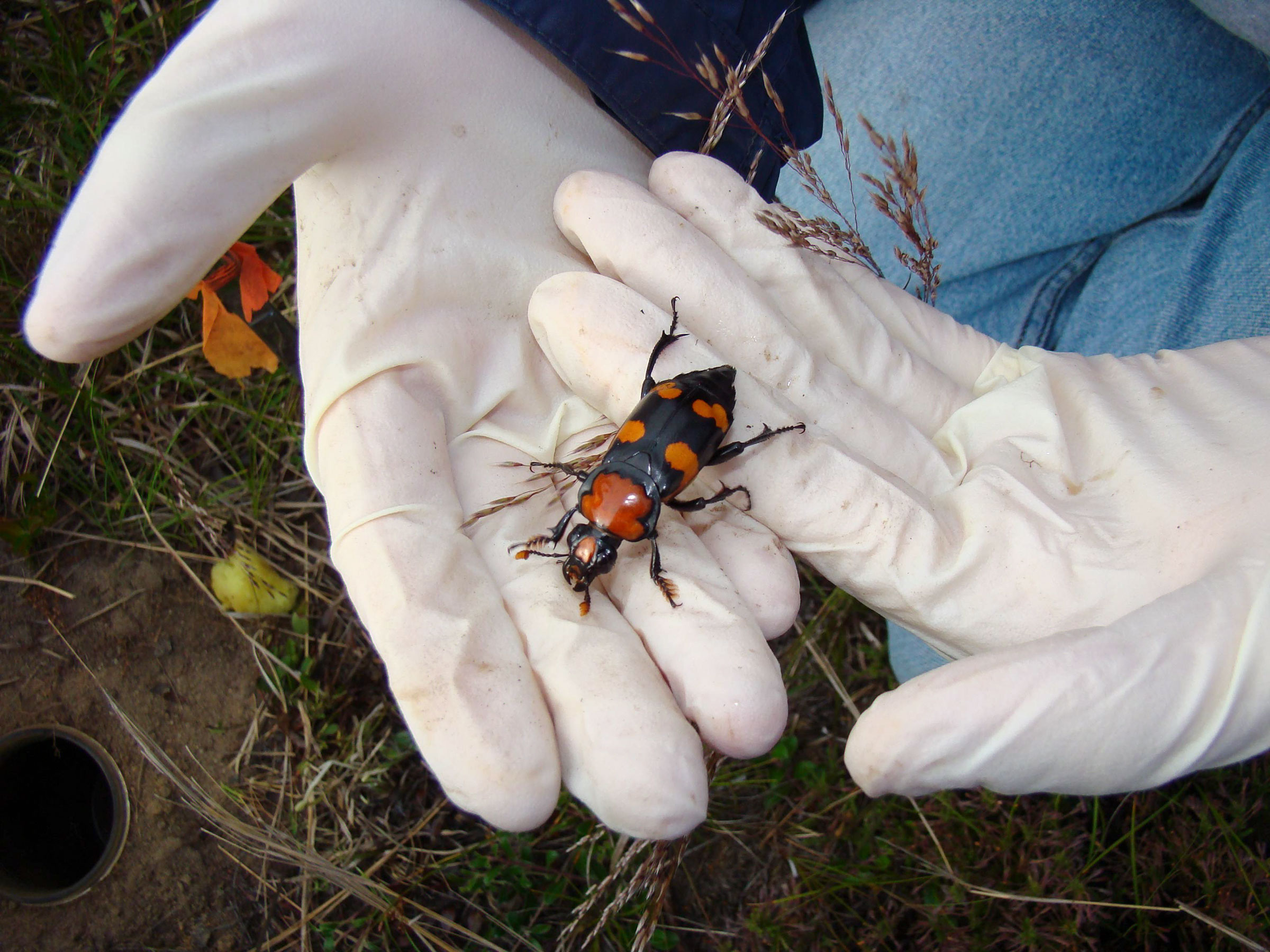 With the reintroduced beetle population doing well, scientists stopped providing bird carcasses to the beetles, hoping they'd find their own. The population plummeted. Courtesy of Roger Williams Park Zoo