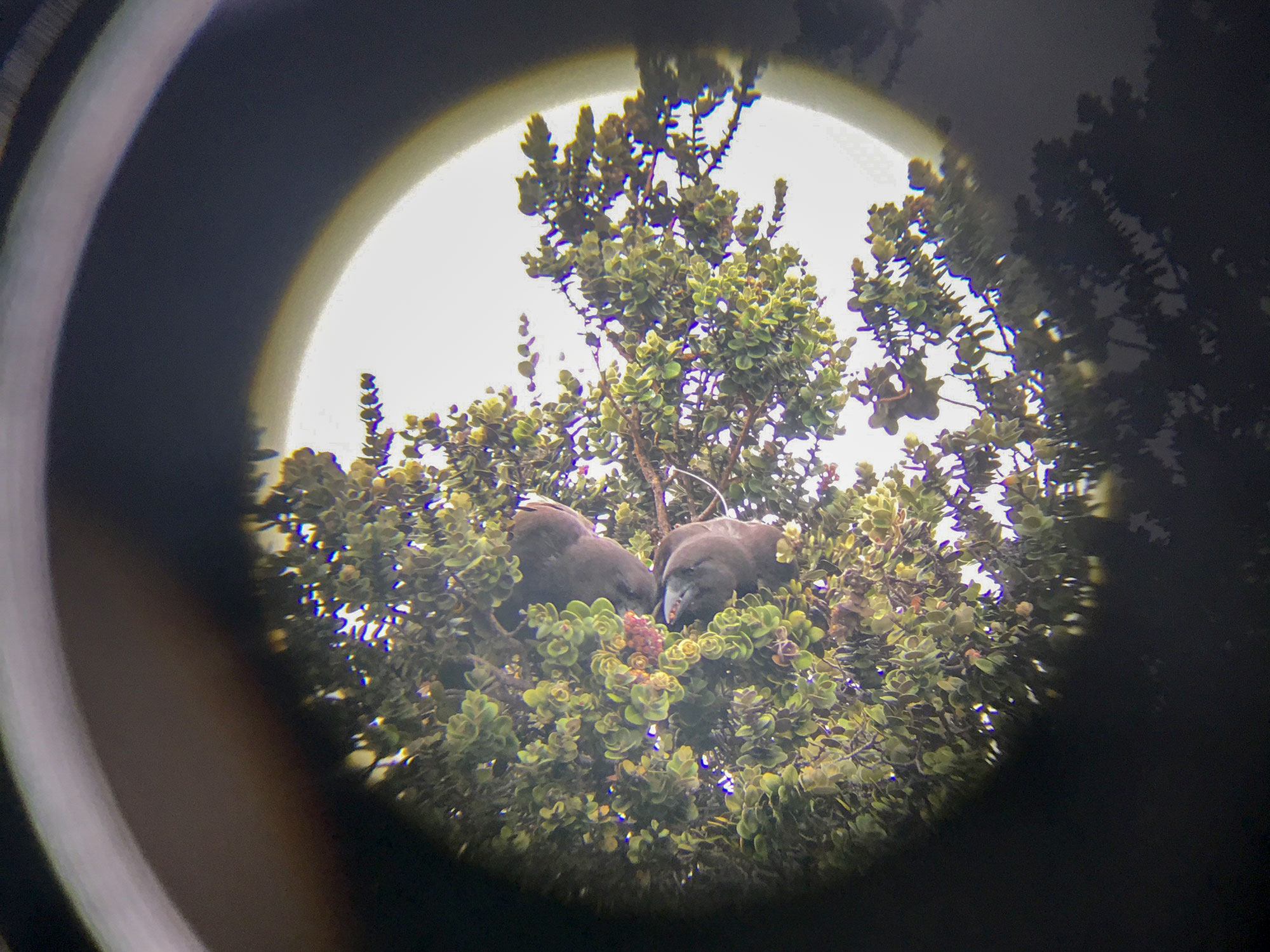 A breeding pair during the 2019 season. San Diego Zoo Global