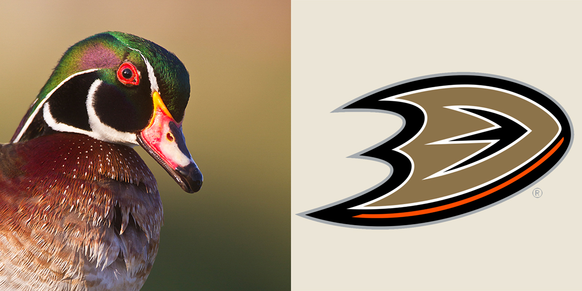 Left: Wood Duck. Bryan Keil/Audubon Photography Awards. Right: Anaheim Ducks logo
