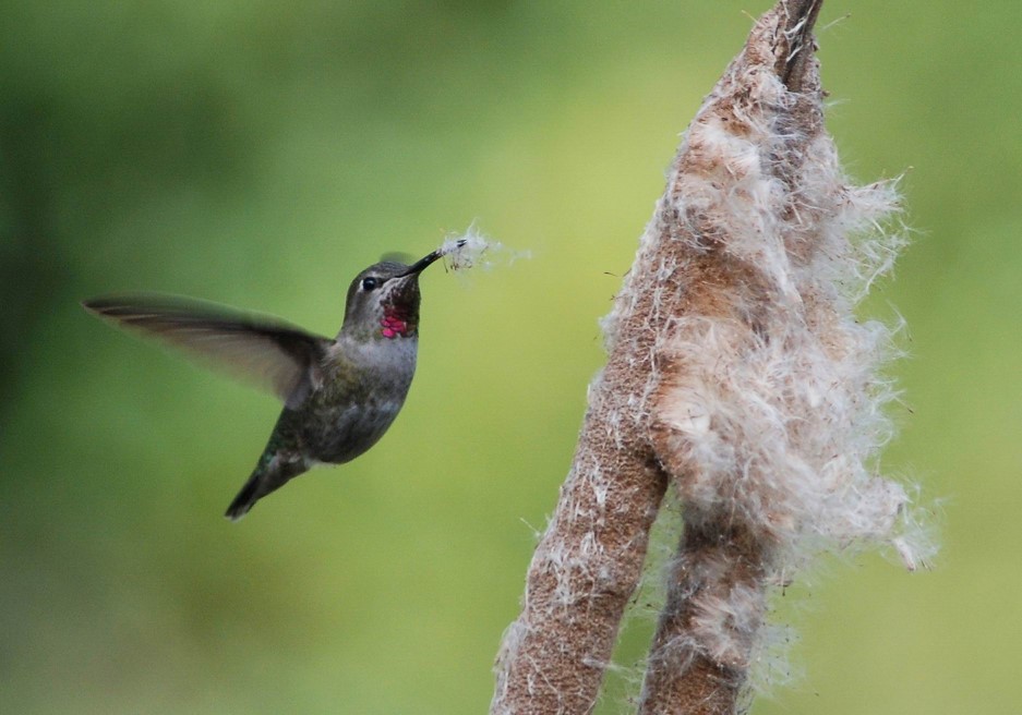 Anna's Hummingbird Anna's Hummingbird