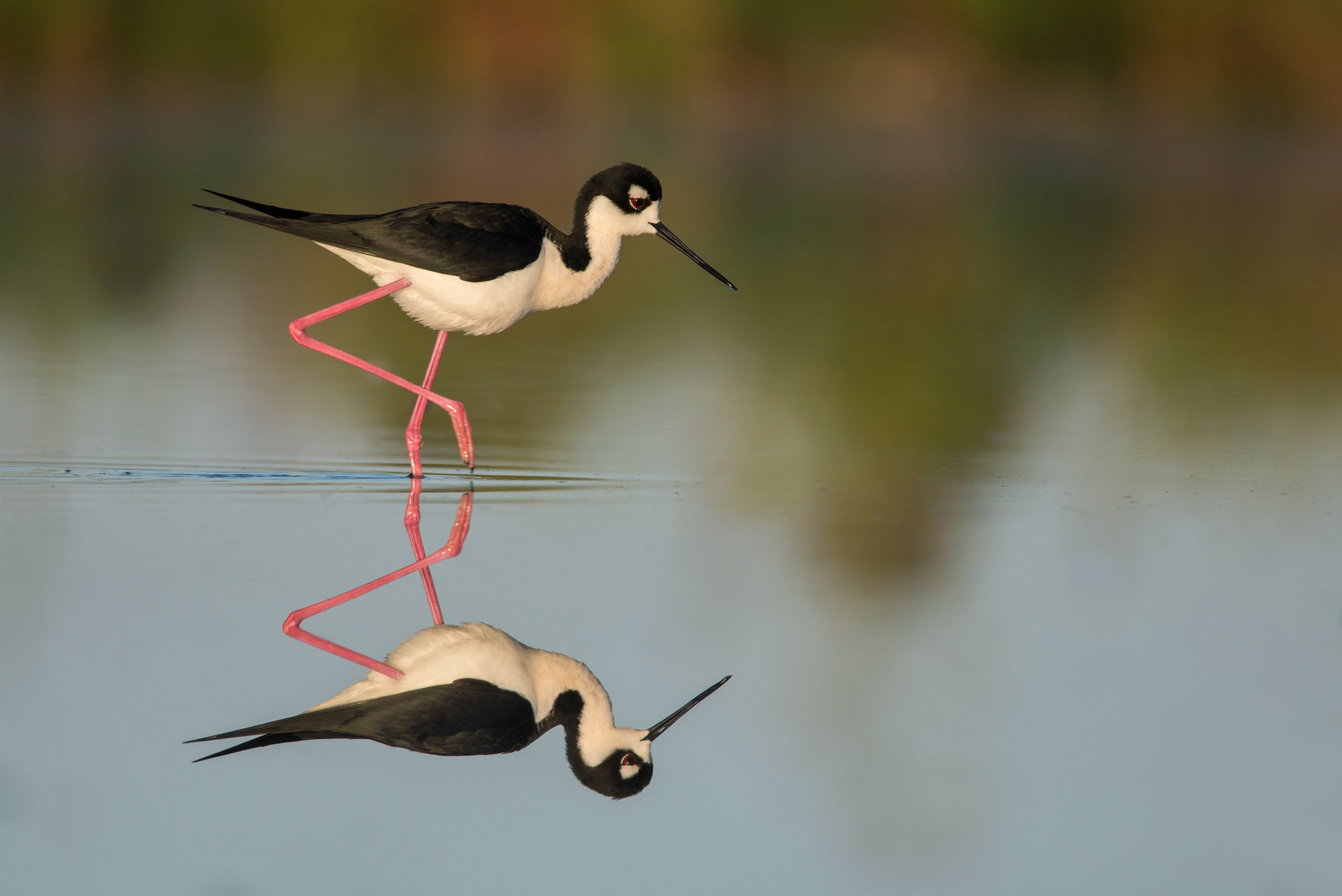 Black-necked Stilt Black-necked Stilt. Black-necked Stilt. Peter Brannon/Audubon Photography Awards