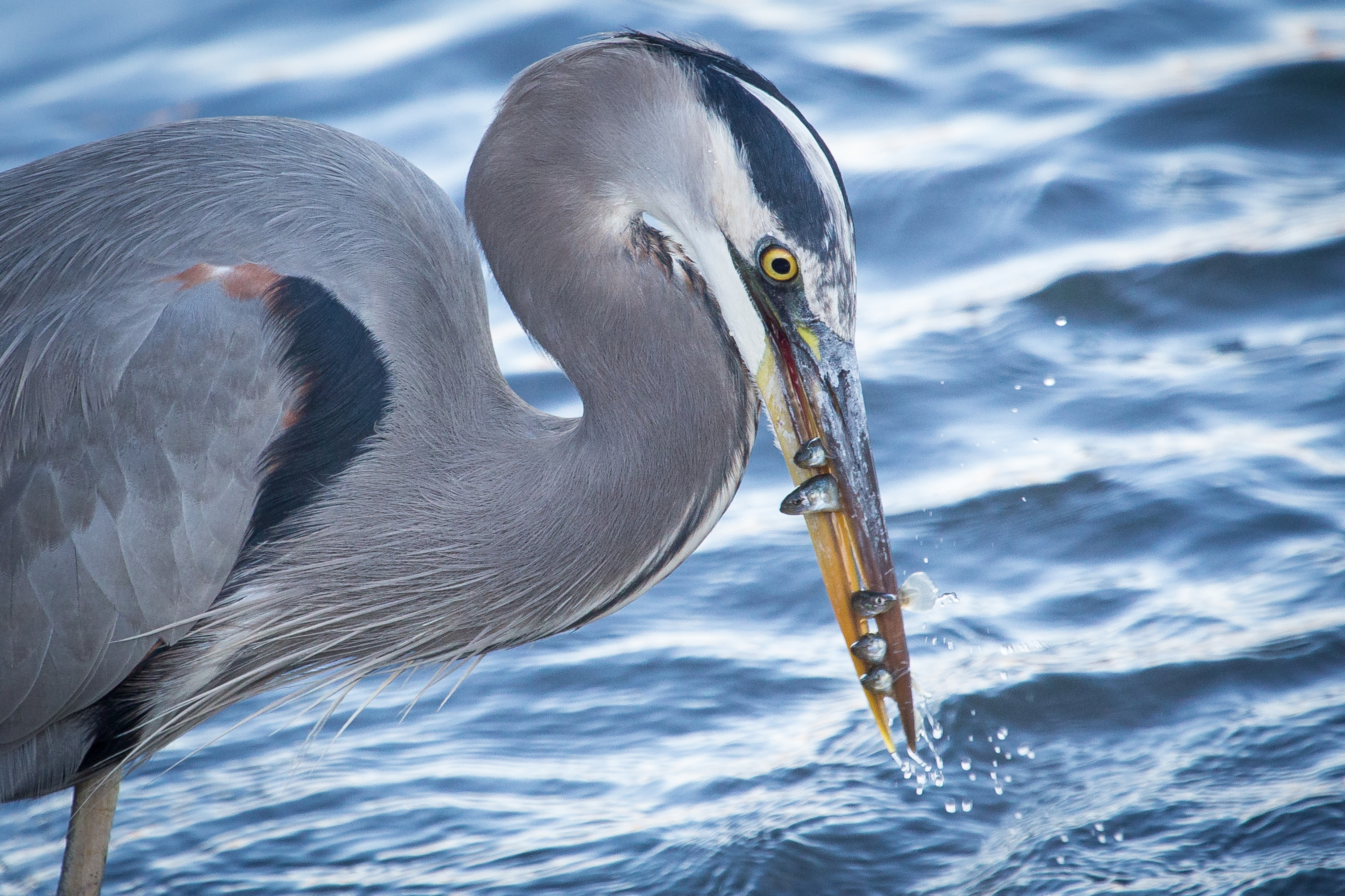 Great Blue Heron Great Blue Heron
