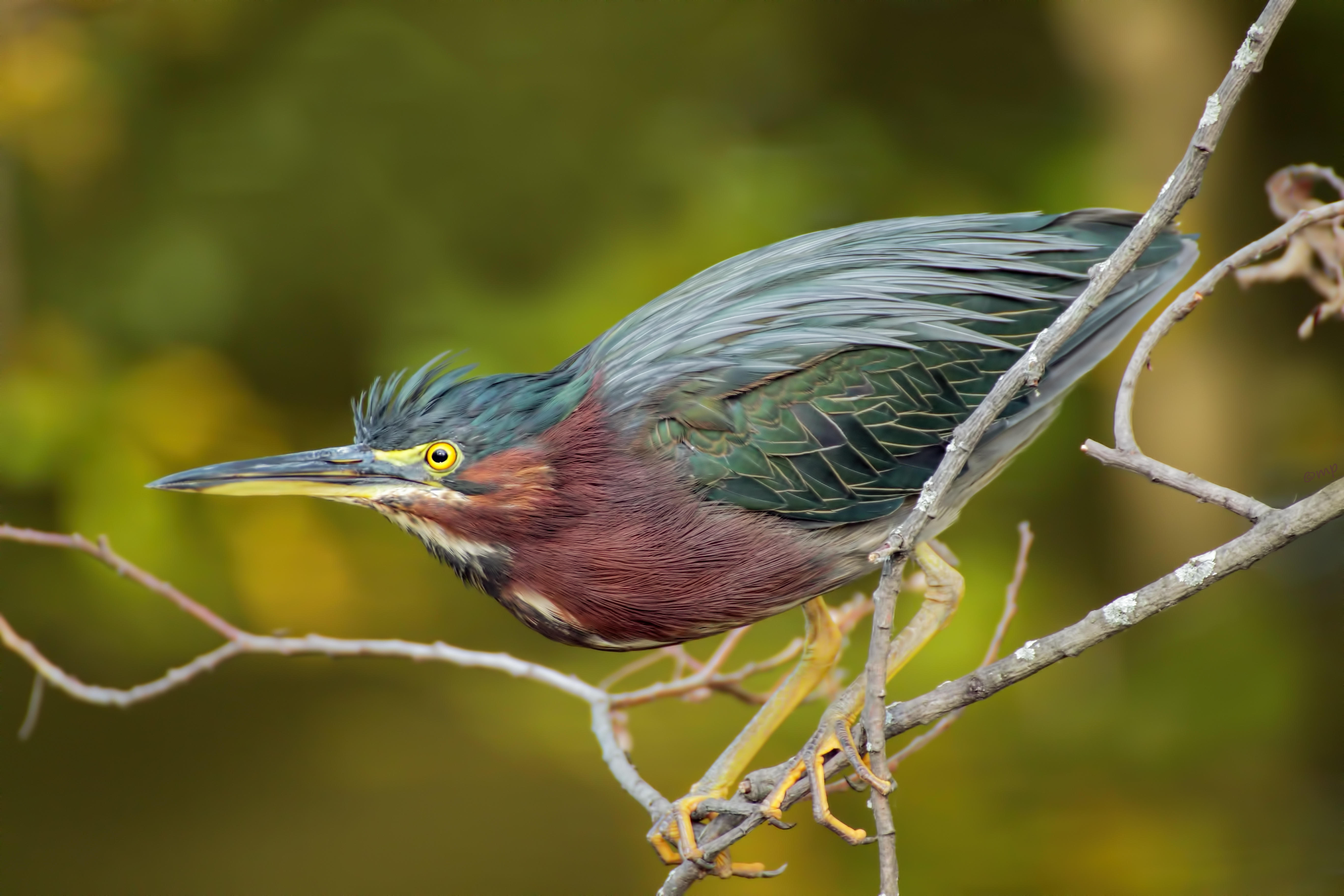 Green Heron Green Heron. Green Heron. Madeline Poster/Audubon Photography Awards