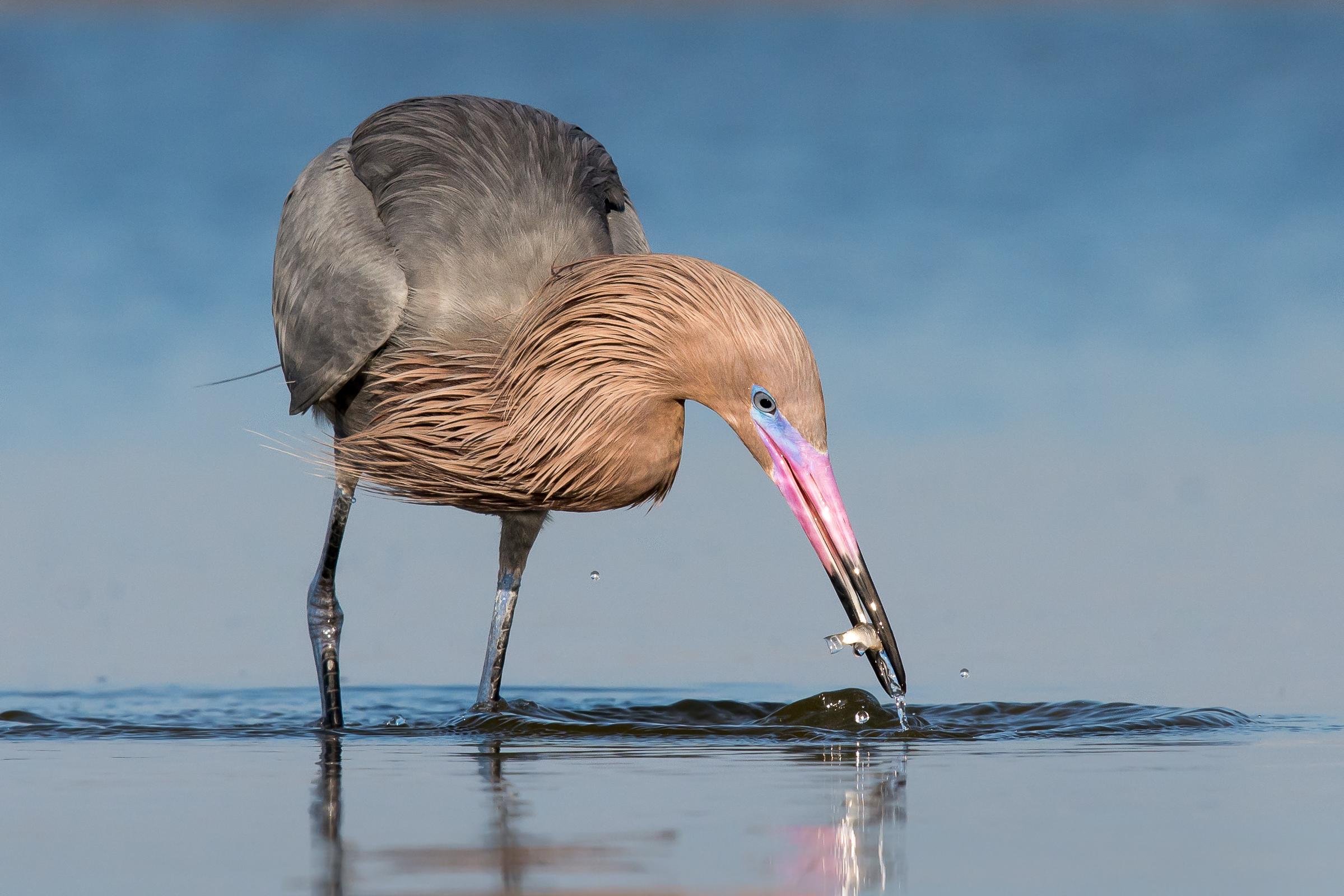 Reddish Egret Reddish Egret. Reddish Egret. Melissa James/Audubon Photography Awards