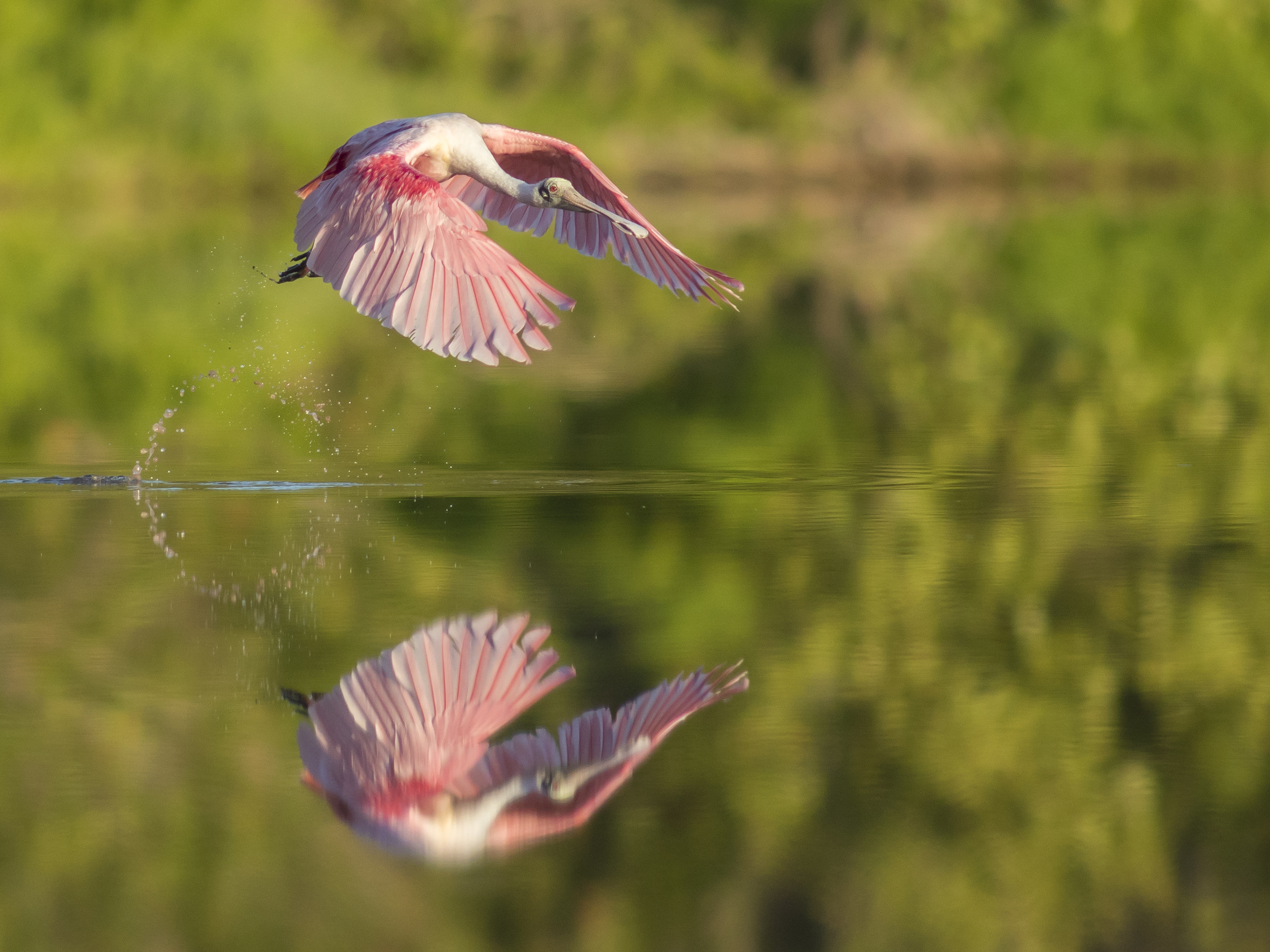 Roseate Spoonbill Roseate Spoonbill. Roseate Spoonbill. Hung Do/Audubon Photography Awards