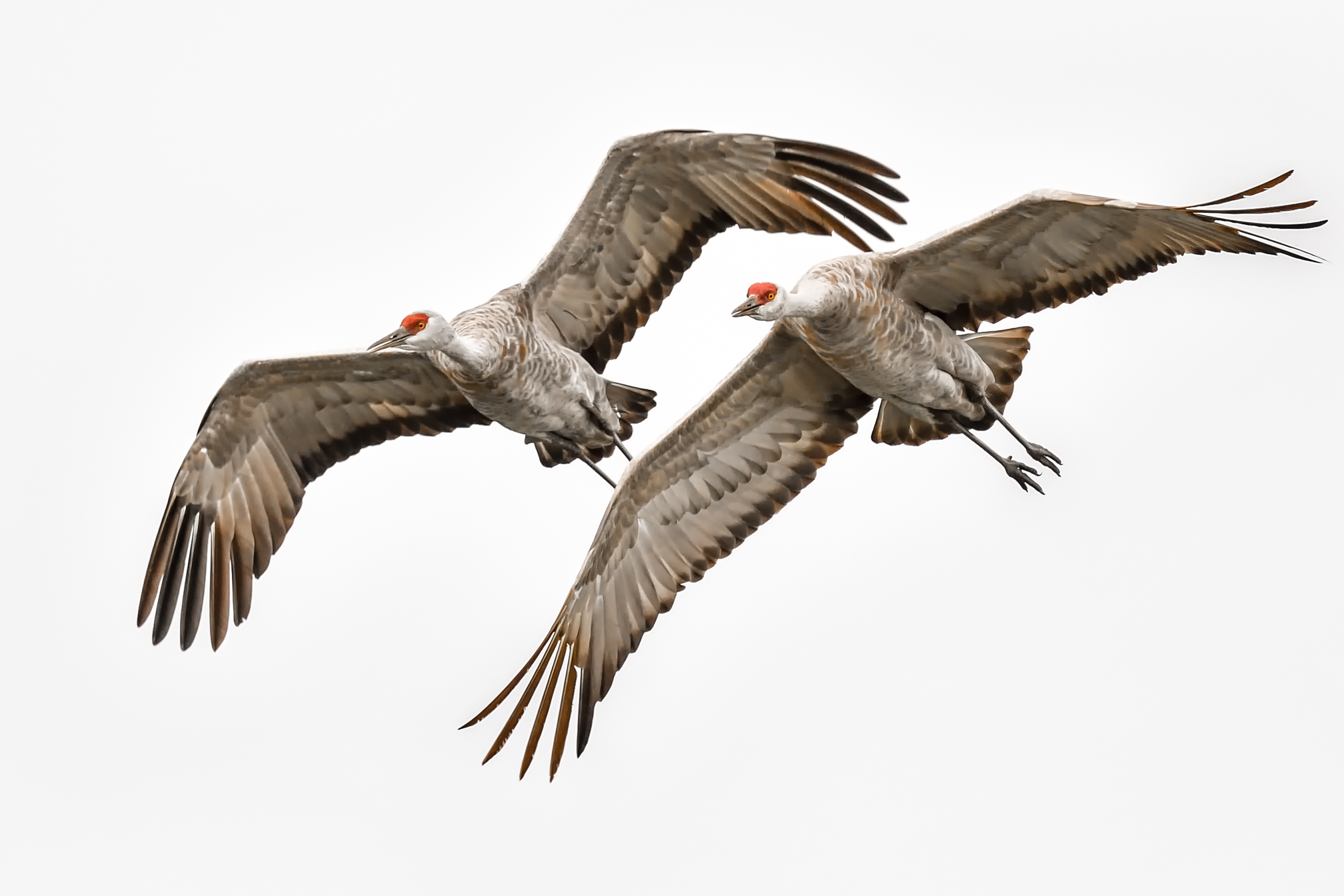 Sandhill Cranes Sandhill Cranes. Sandhill Cranes. Brad Lewis/Audubon Photography Awards