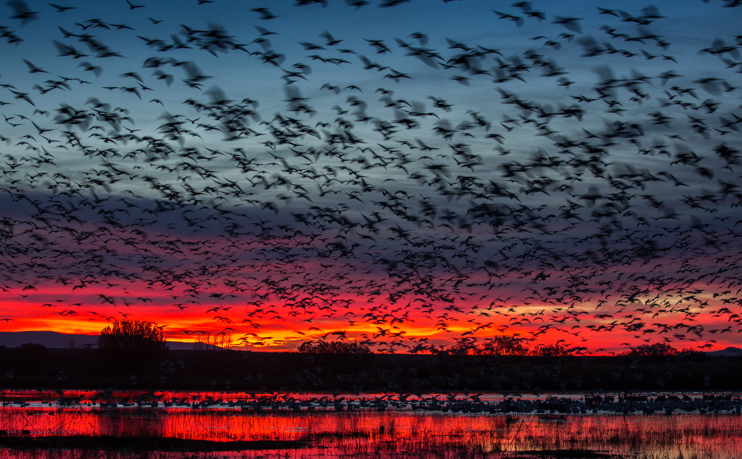Snow Geese Snow Geese. Snow Geese. Steve Torna/Audubon Photography Awards